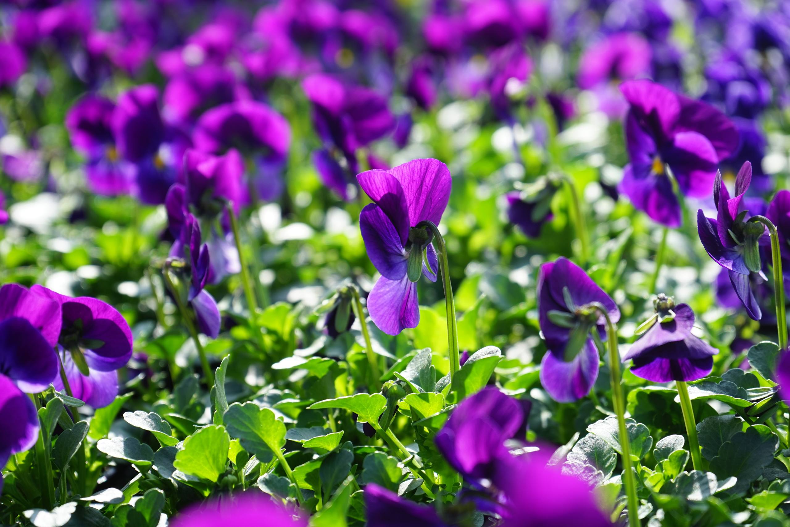 油画棒花朵壁纸壁纸预览