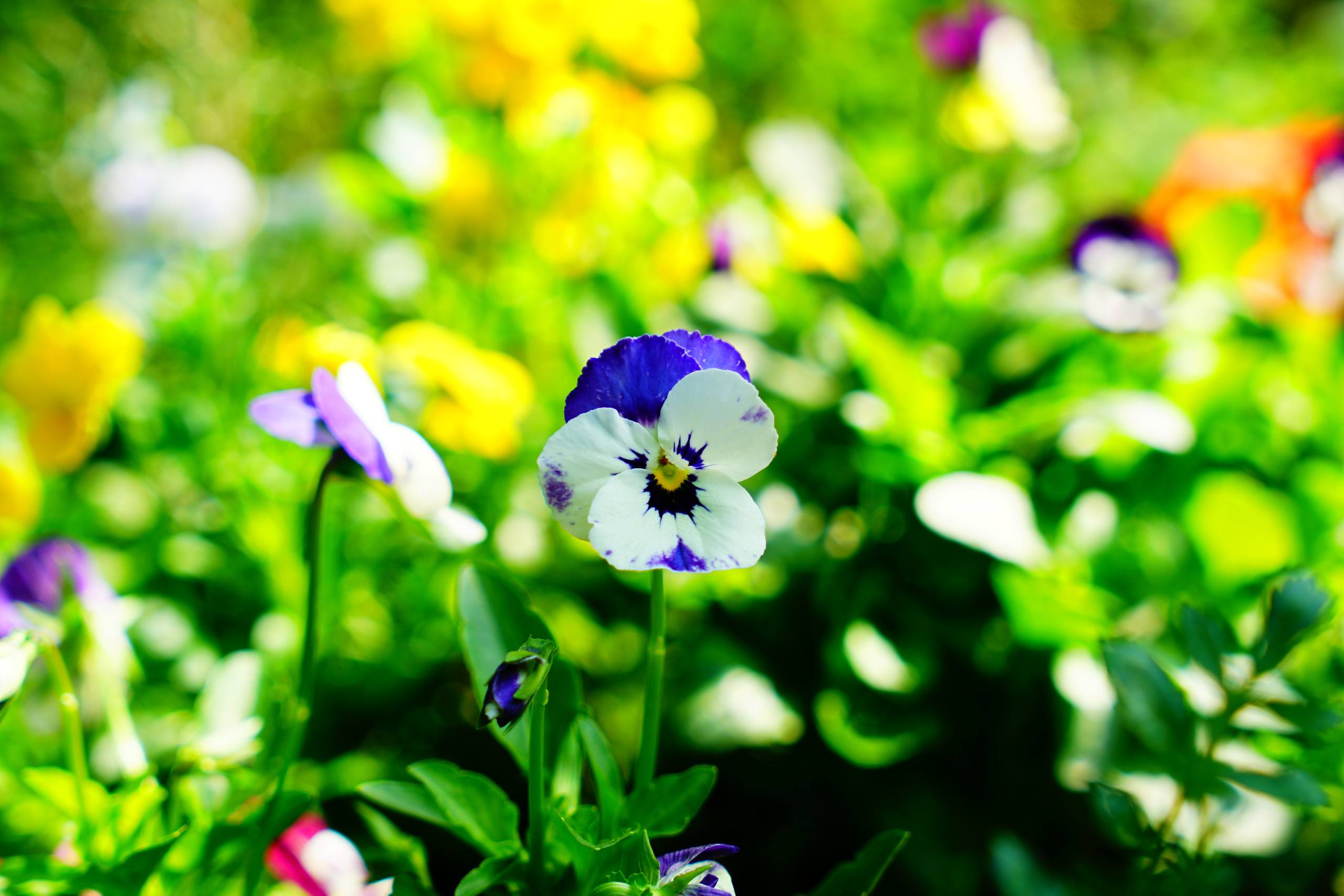 治愈唯美手机壁纸花朵壁纸预览