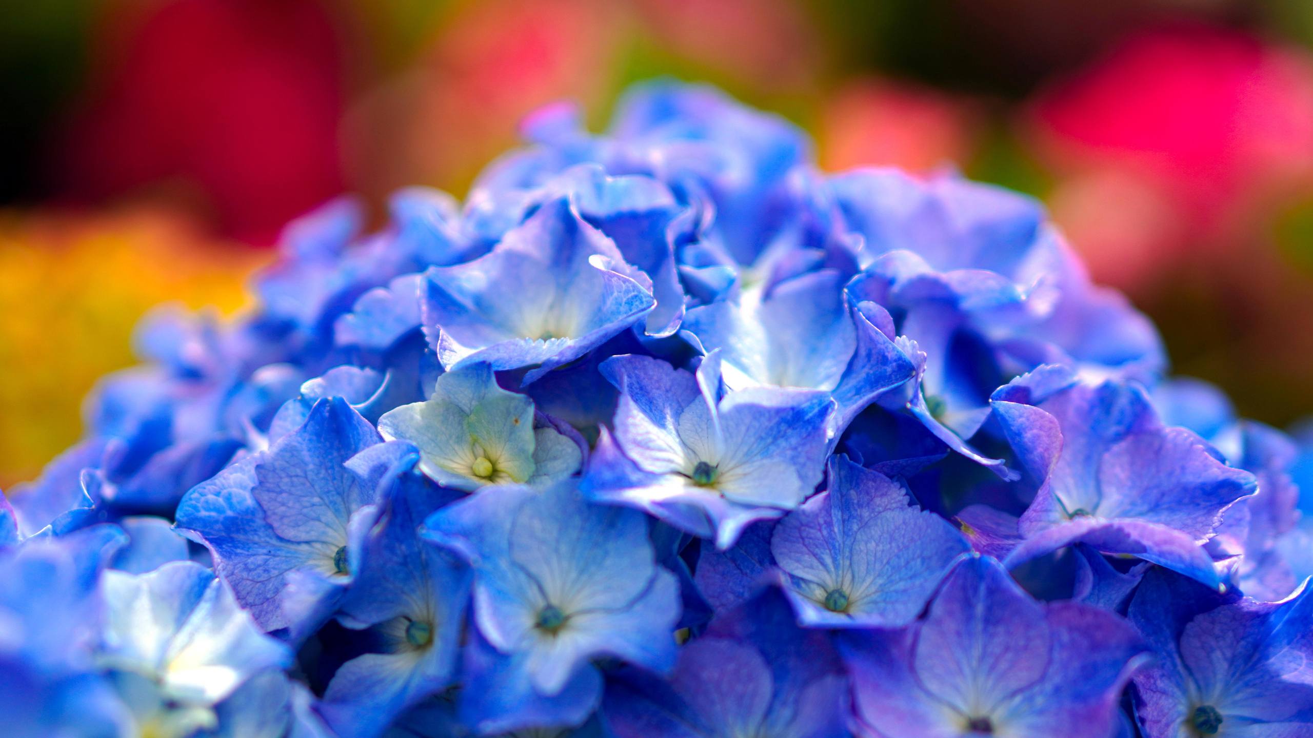 沽源桃花朵朵壁纸壁纸预览