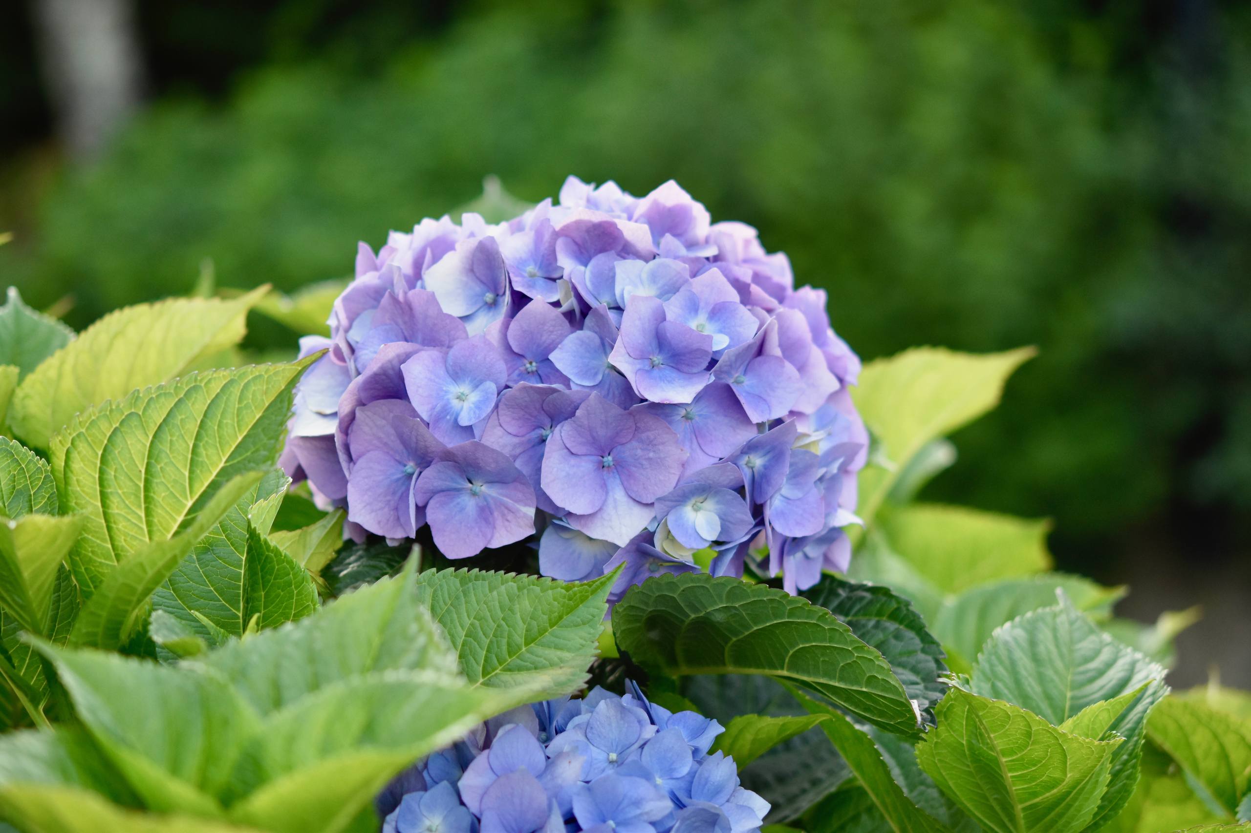 波浪纹花朵壁纸壁纸预览