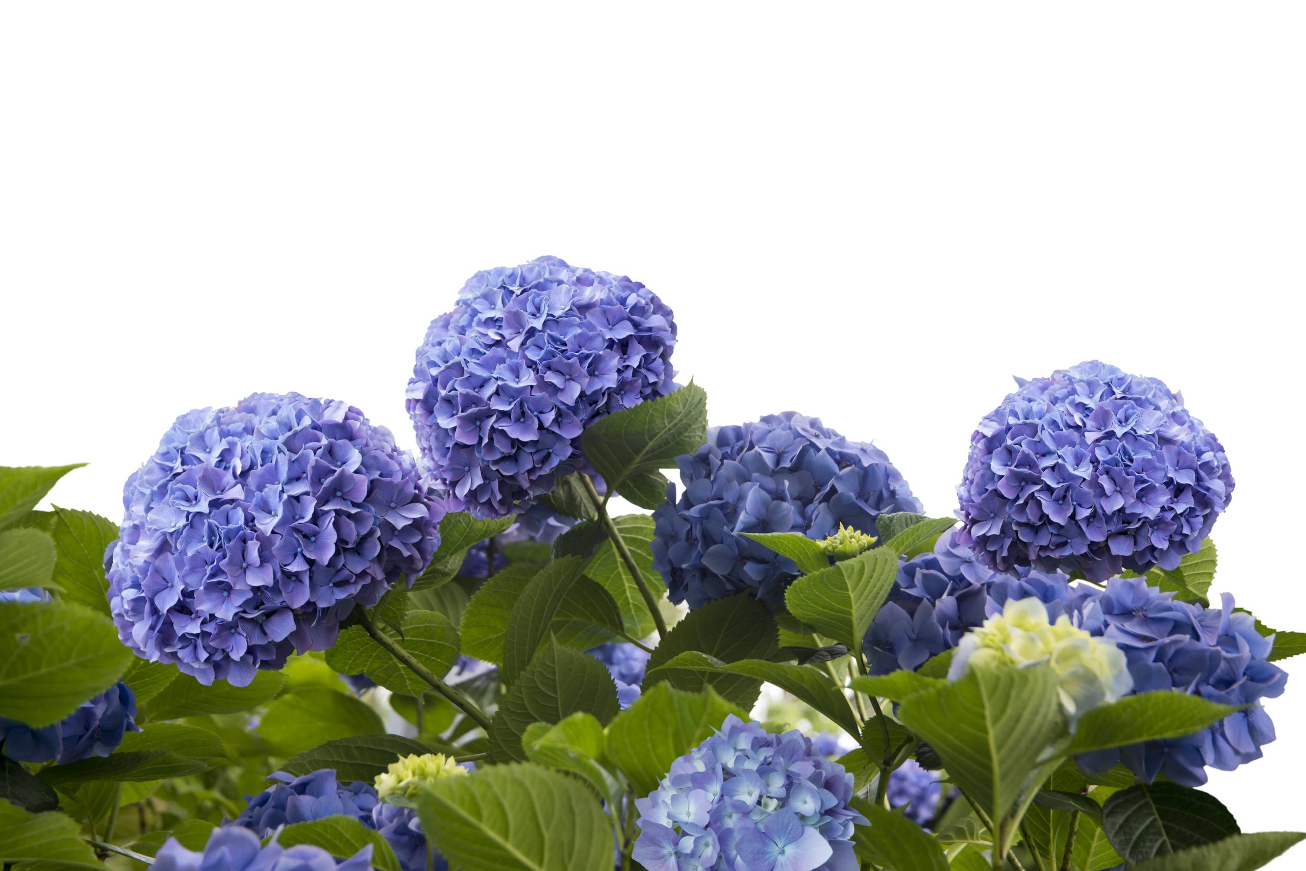 泫雅花朵壁纸高清简约风壁纸预览