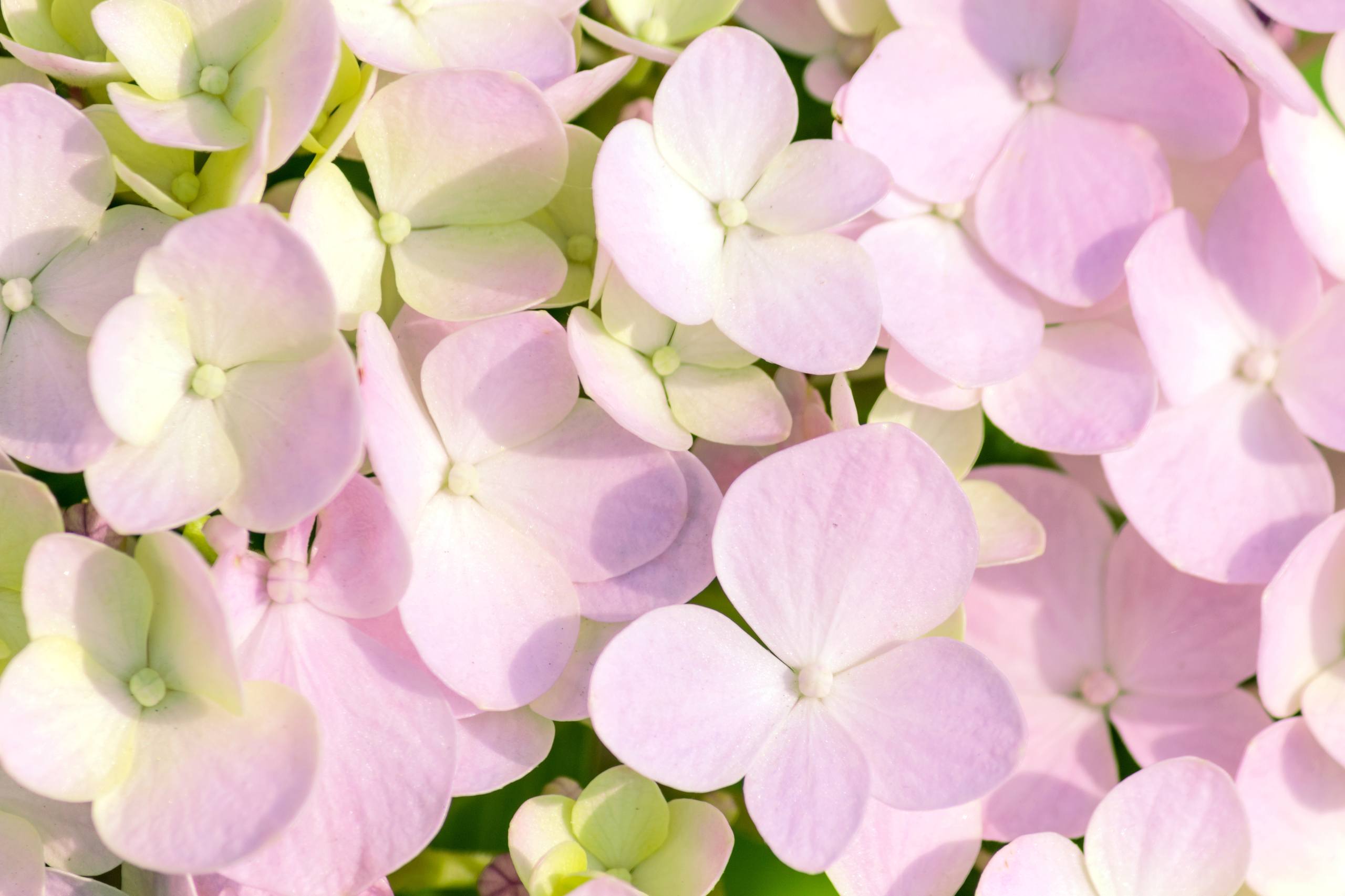 泸沽湖水面花朵壁纸壁纸预览
