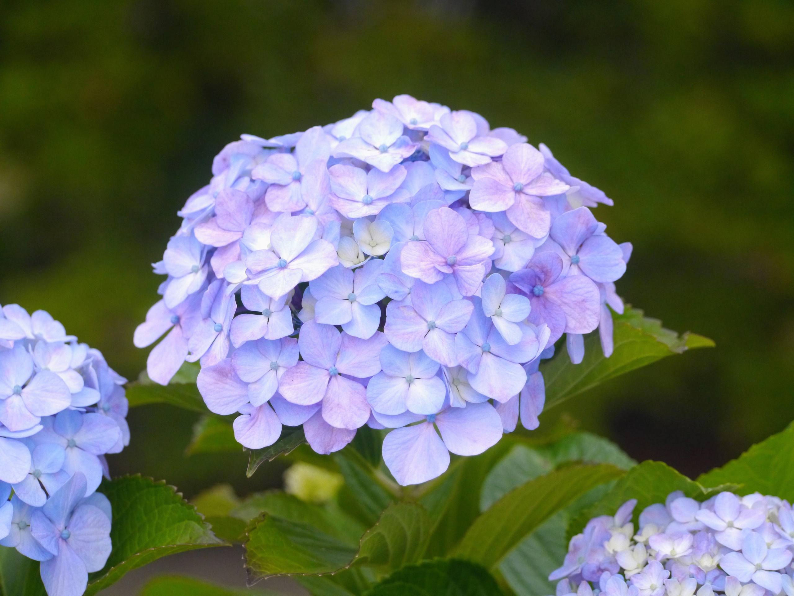 浅蓝色花朵手机壳壁纸壁纸预览