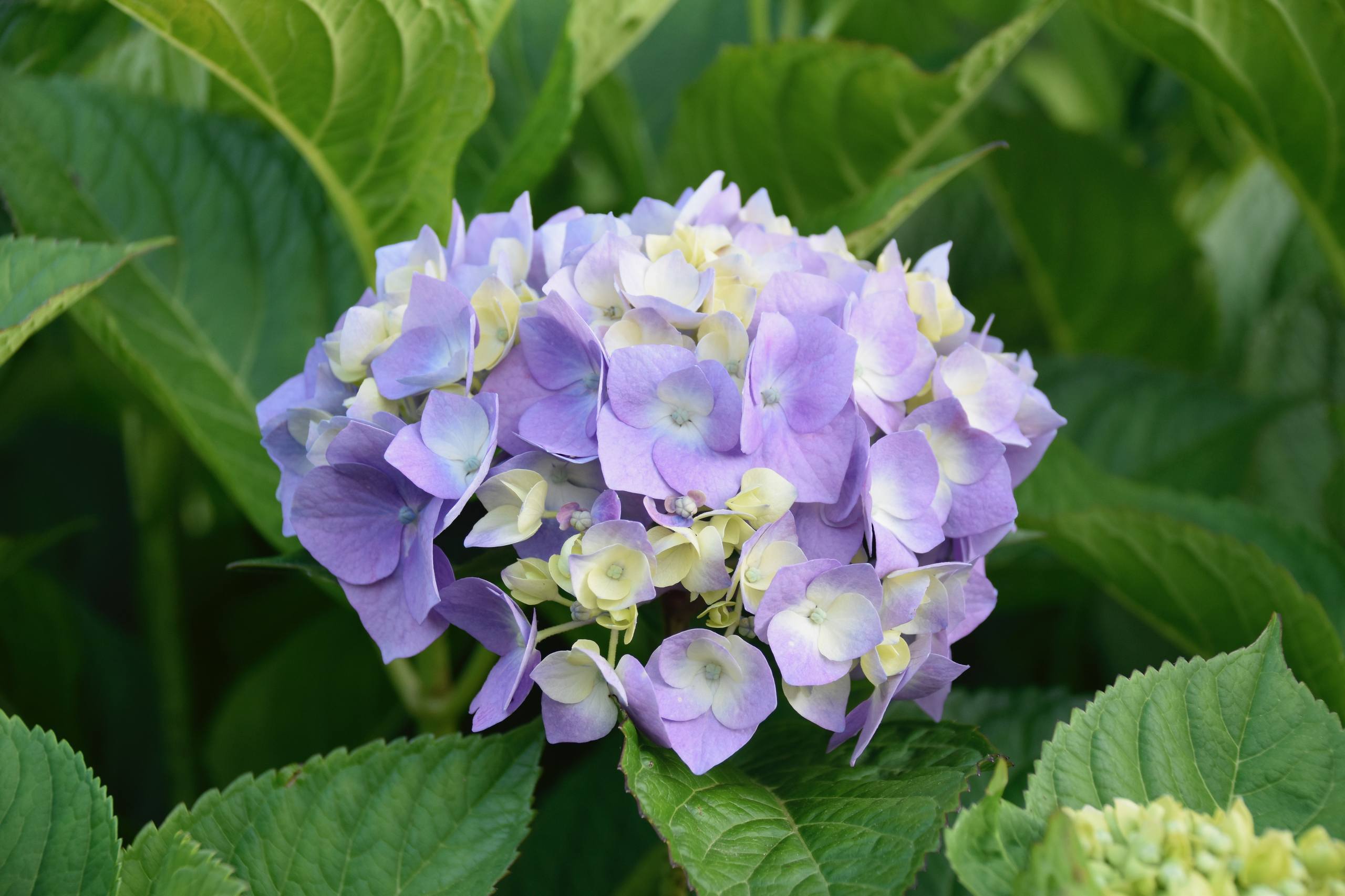 浪漫的花朵壁纸风景壁纸预览