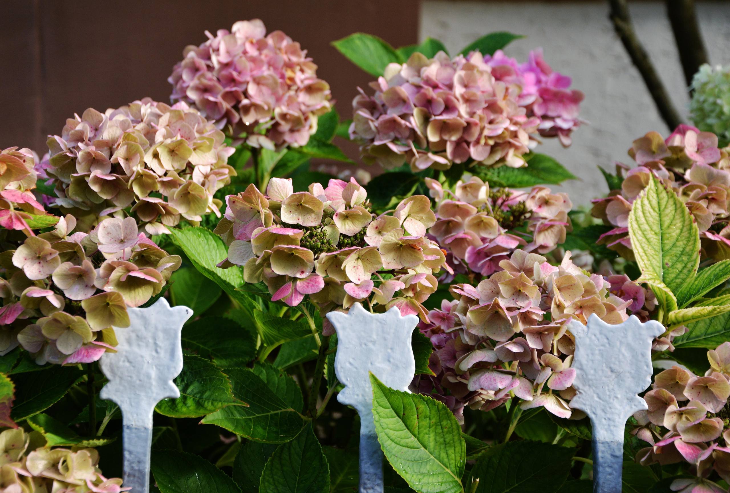 浪漫花朵壁纸壁纸预览