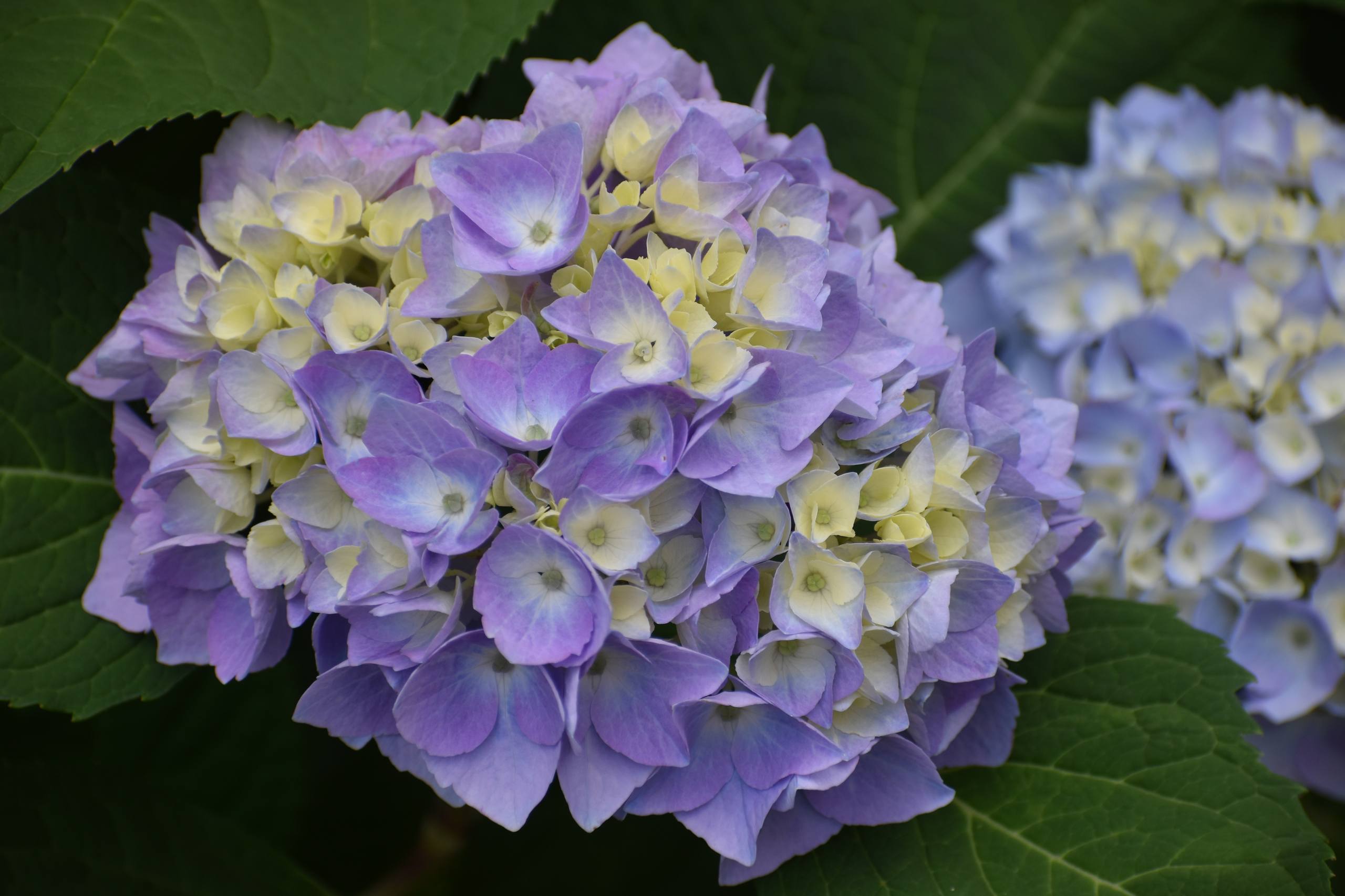 浪漫花朵壁纸动漫治愈壁纸预览