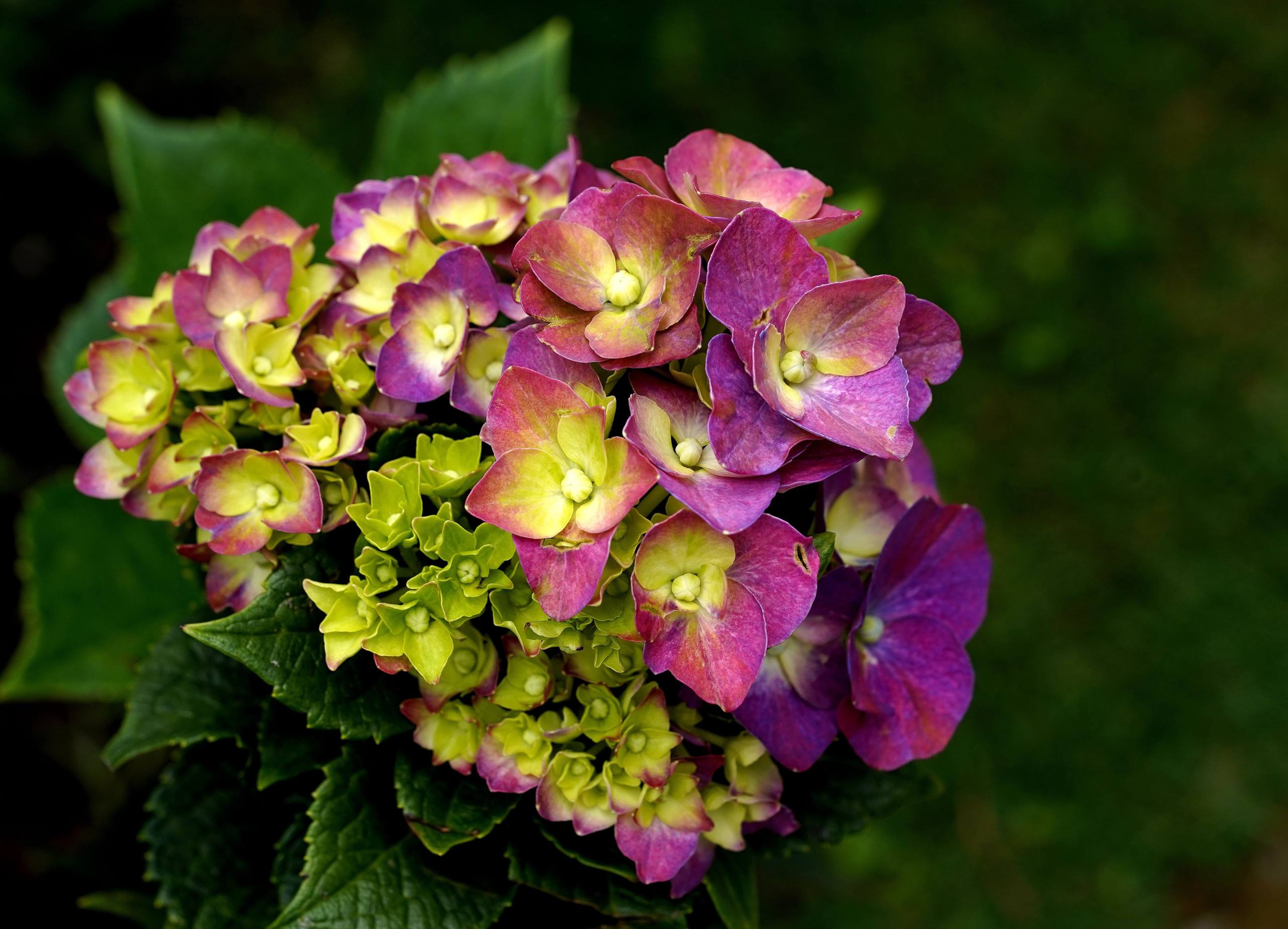 浪漫花朵壁纸干净高级感壁纸预览