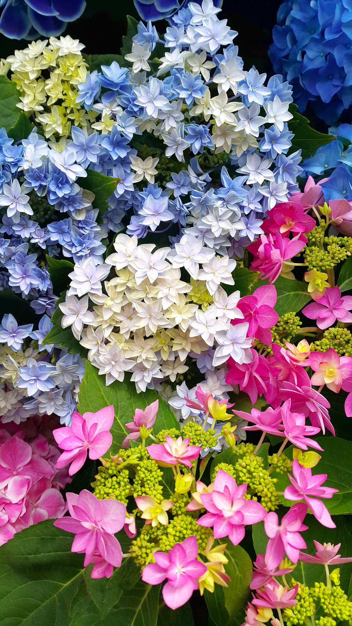 浪花朵壁纸壁纸预览