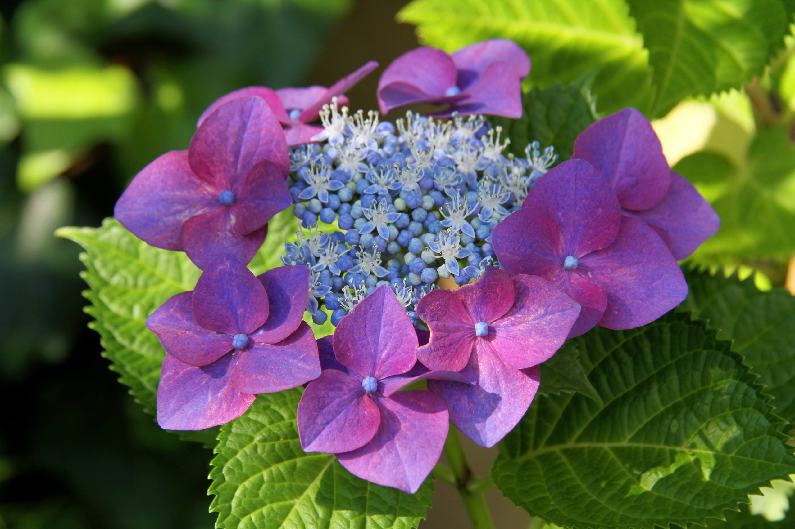 消逝的花朵刺青图片壁纸壁纸预览
