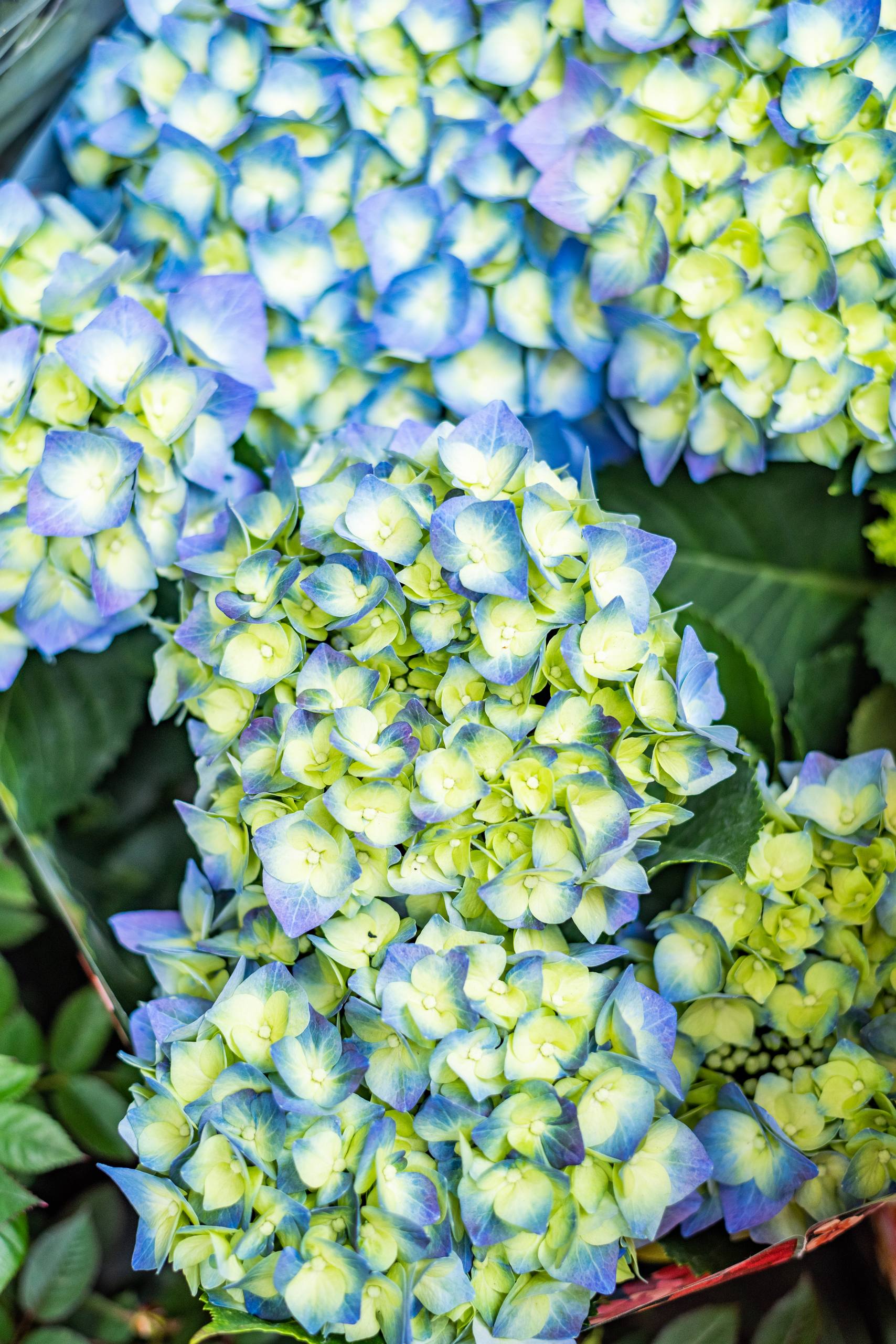 淡雅花朵壁纸白玫瑰壁纸预览