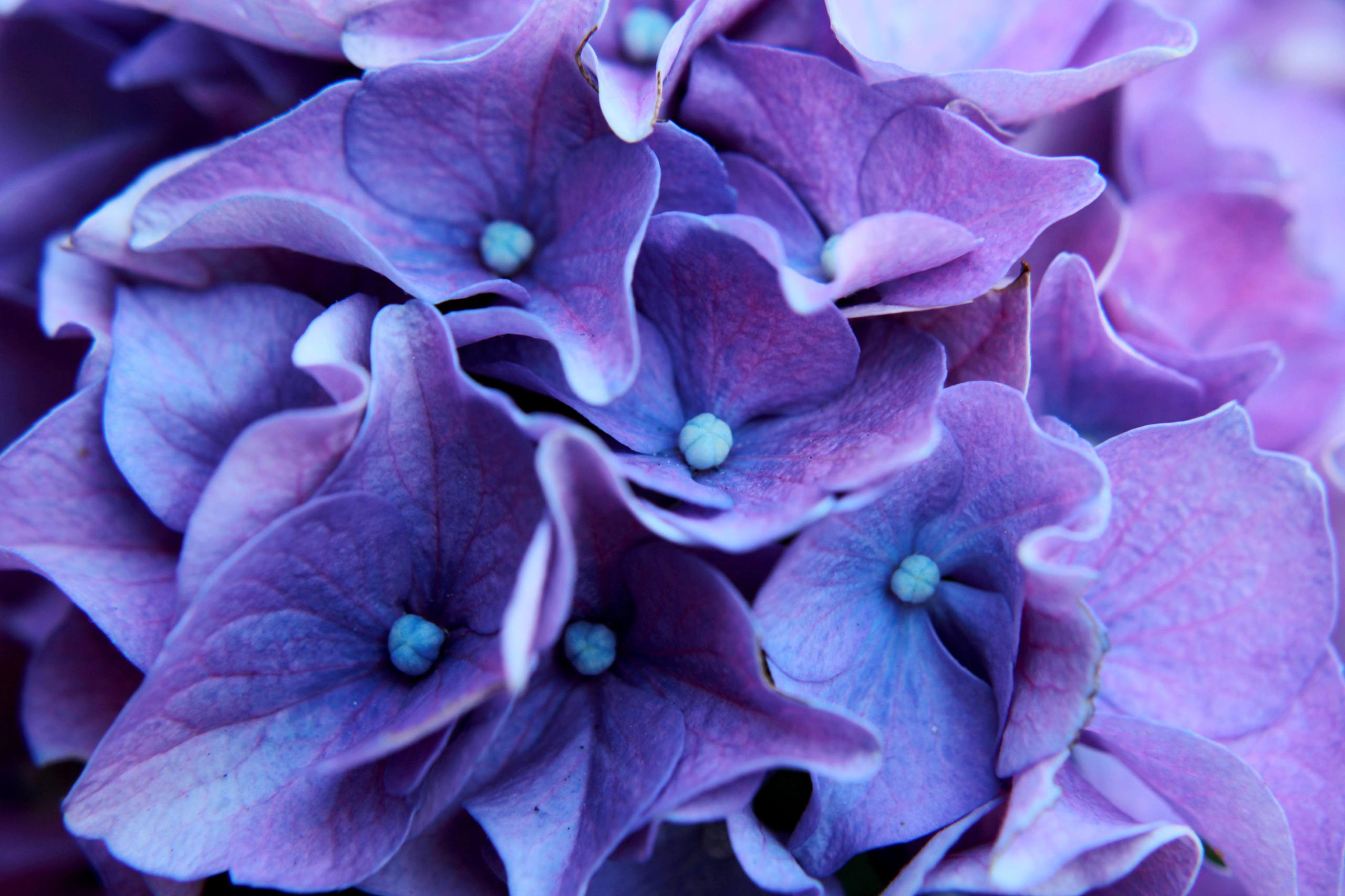 深色壁纸花朵图文图片大全壁纸预览