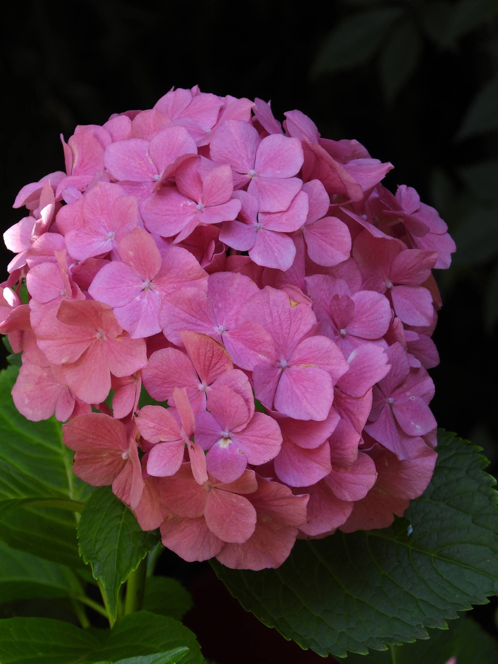 深色玫瑰花朵壁纸高清壁纸预览