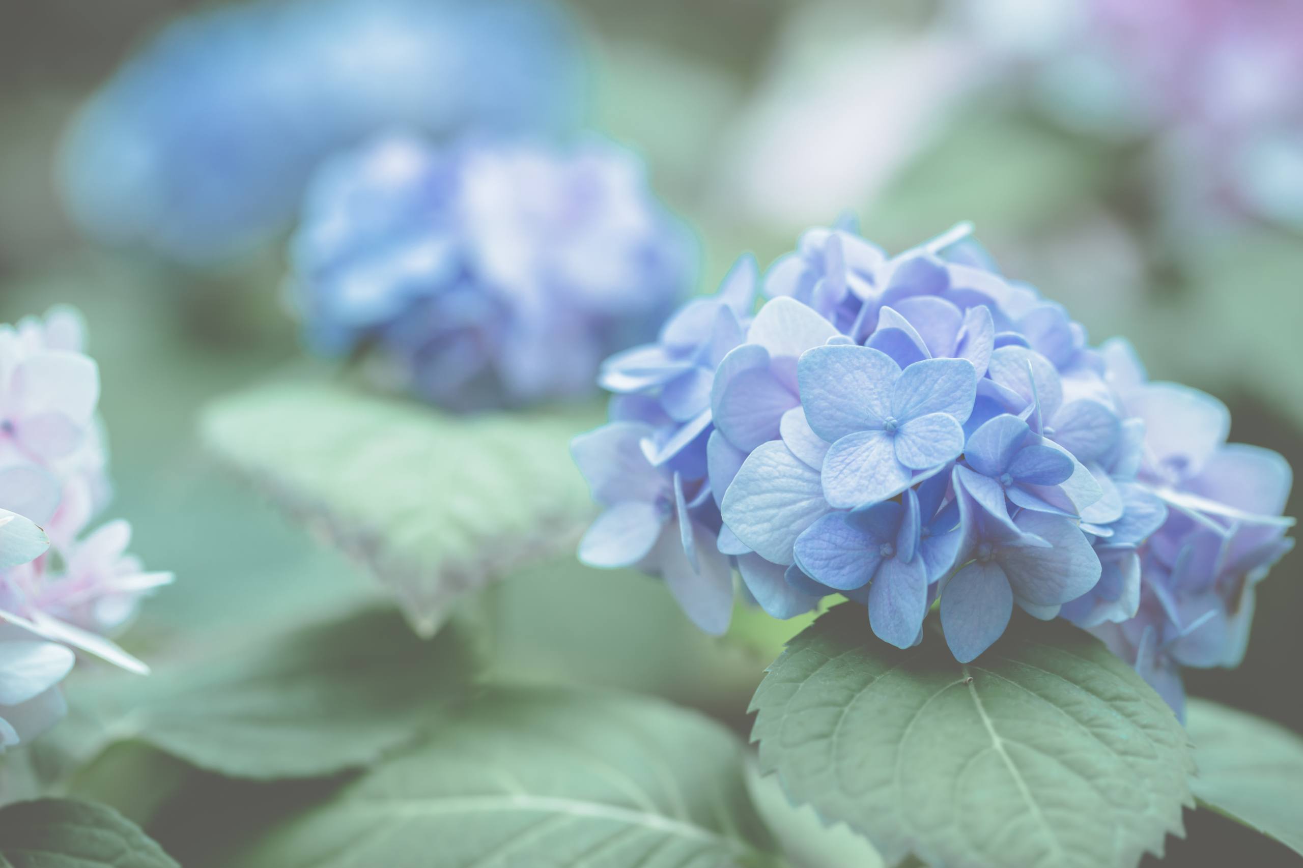 深蓝色全屏花朵壁纸图片壁纸预览
