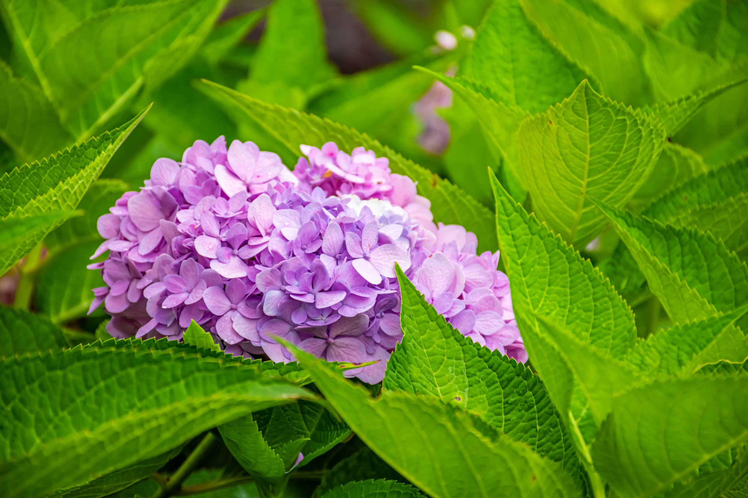 清新淡雅的花朵壁纸高清壁纸预览