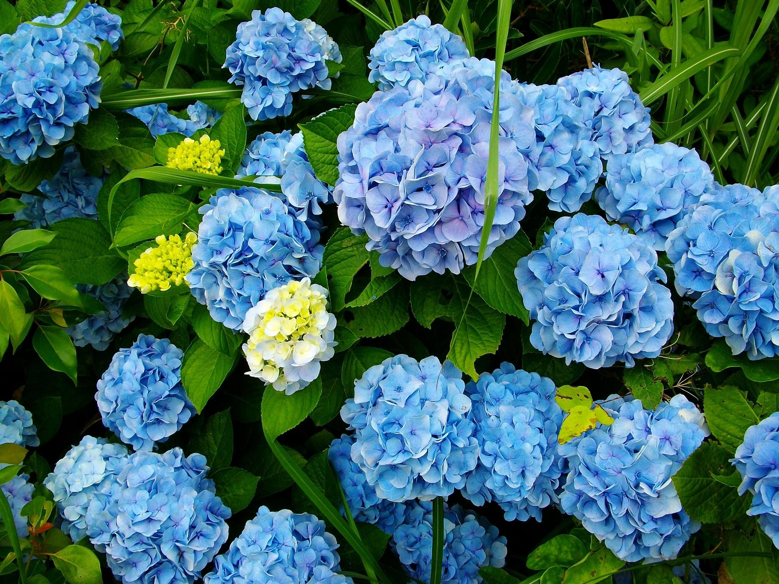 清新花朵壁纸图片图文壁纸预览