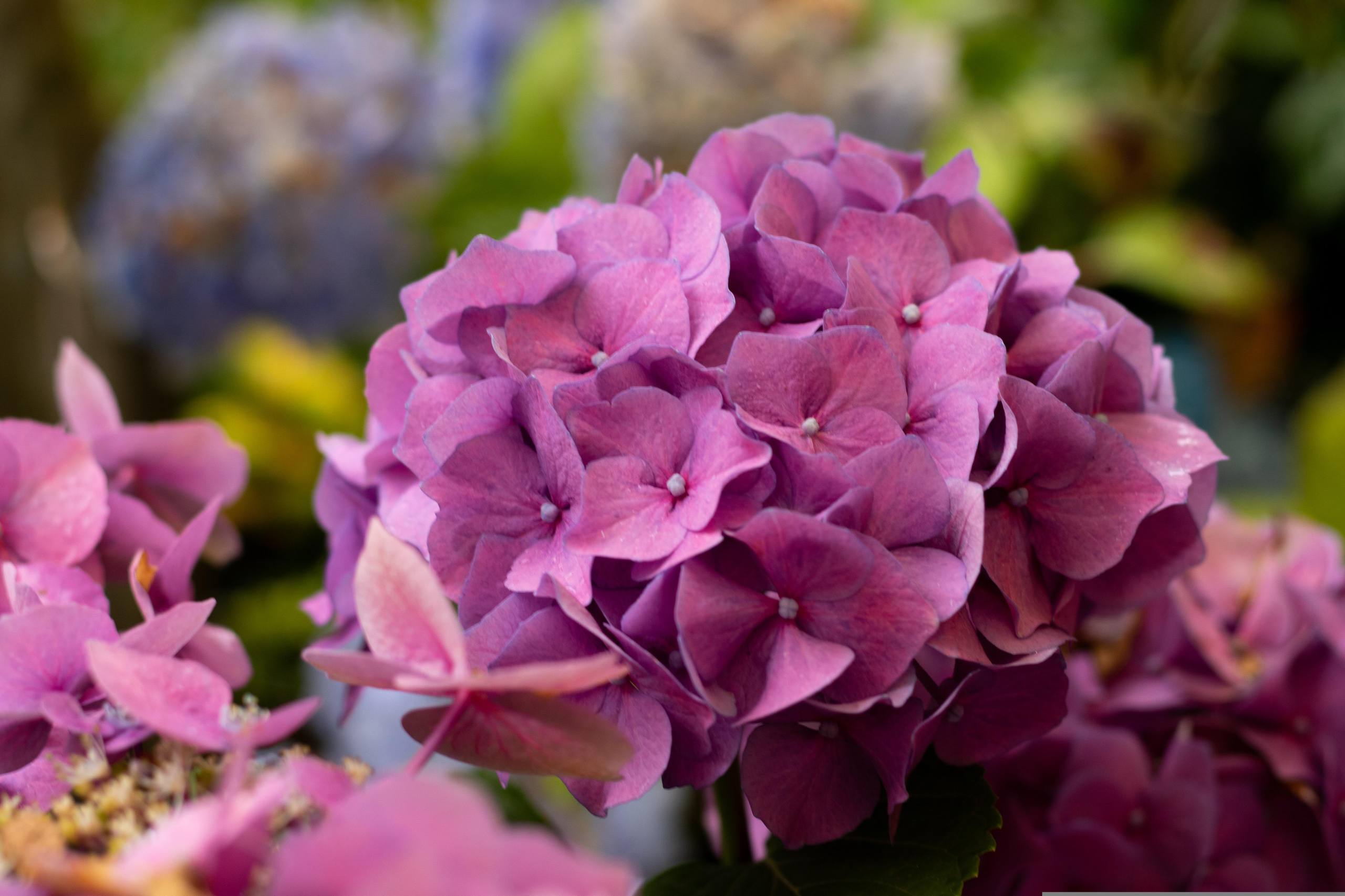 清晰蓝天花朵图片高清壁纸壁纸预览