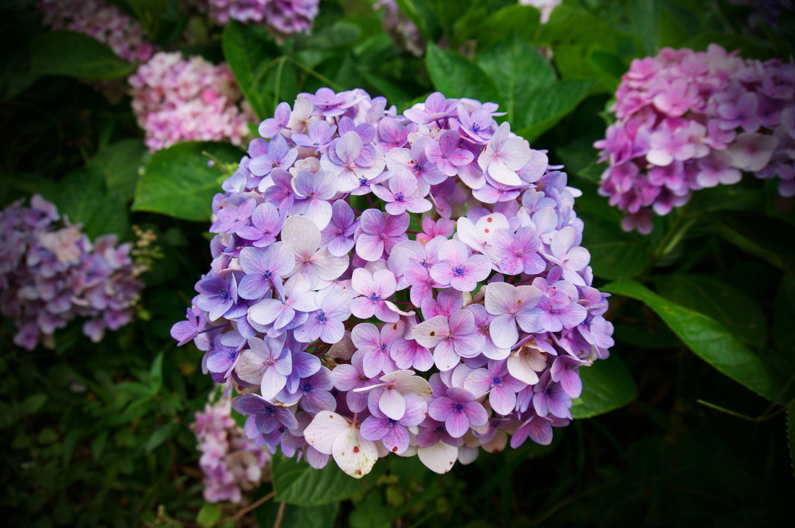 漂亮花朵大全手机壁纸壁纸预览