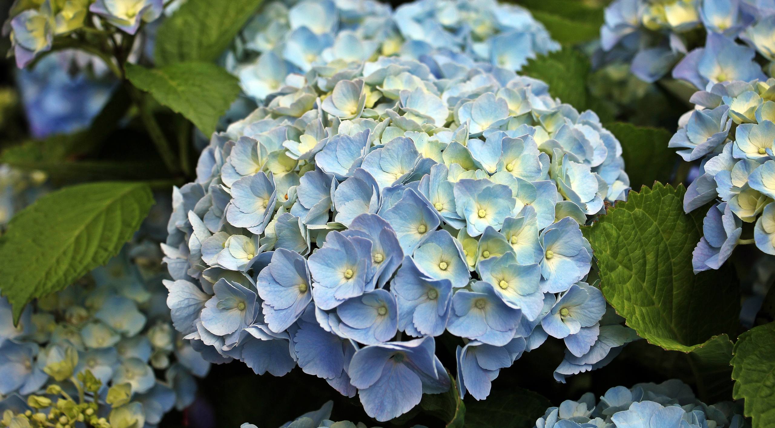 炫丽花朵壁纸壁纸预览
