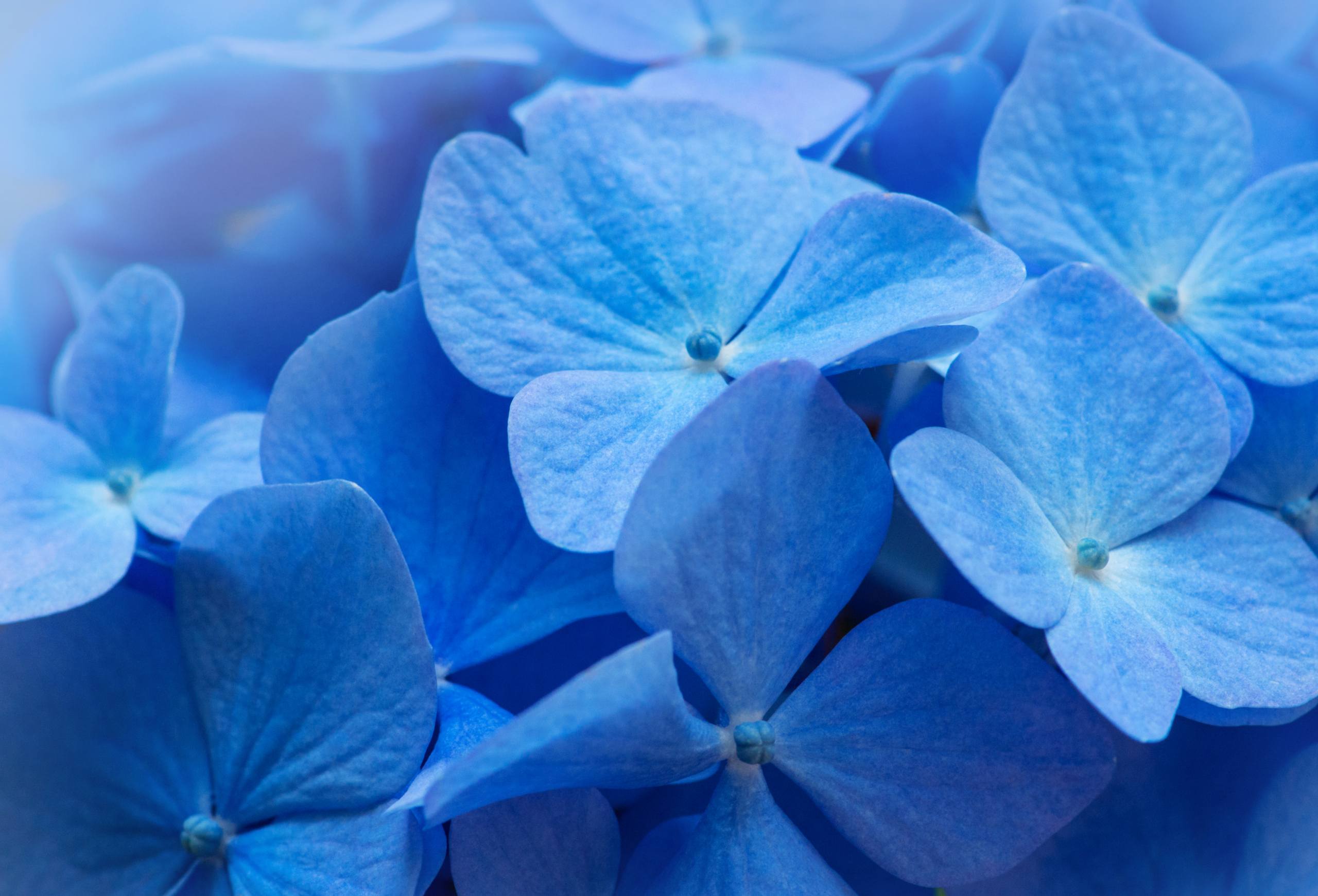 照相馆淡雅花朵壁纸壁纸预览