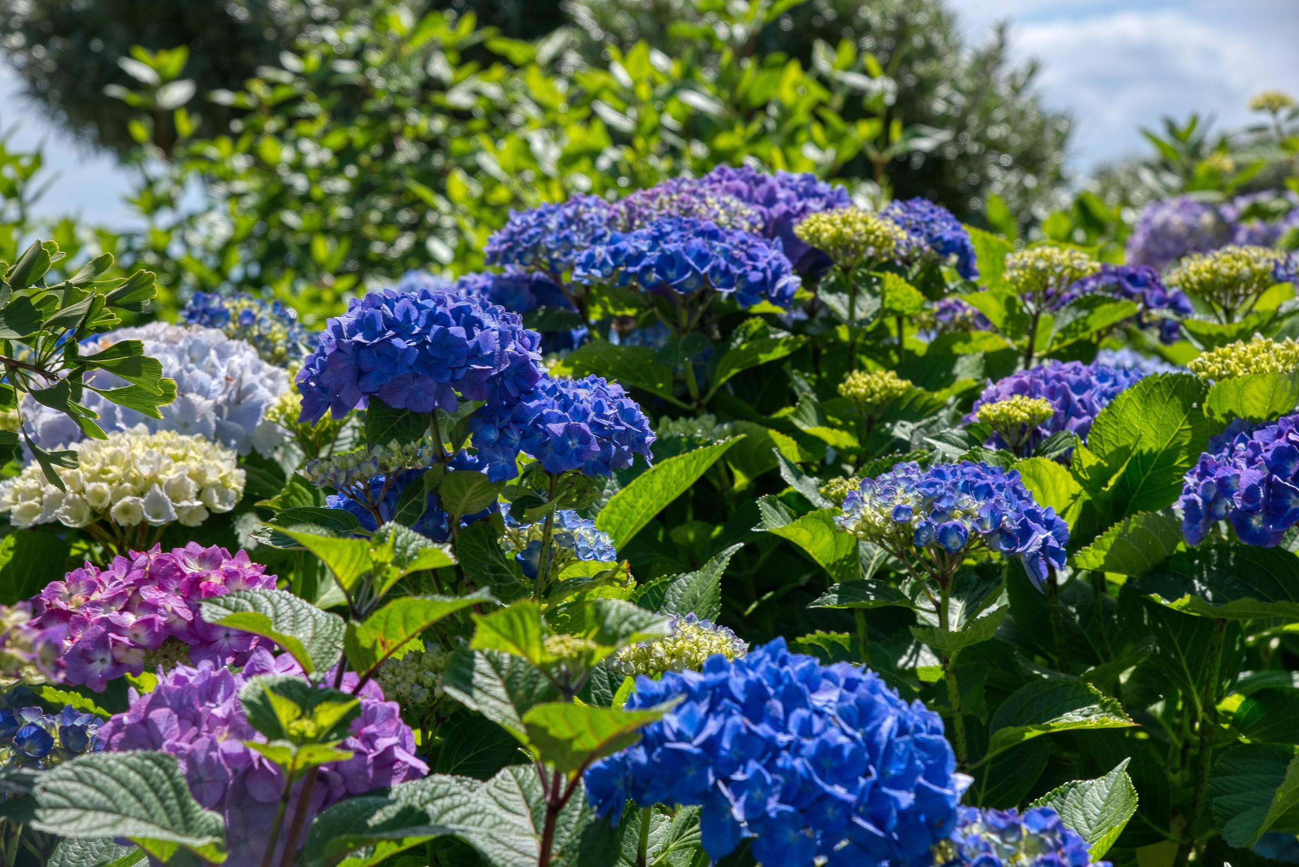 爬墙花朵壁纸壁纸预览