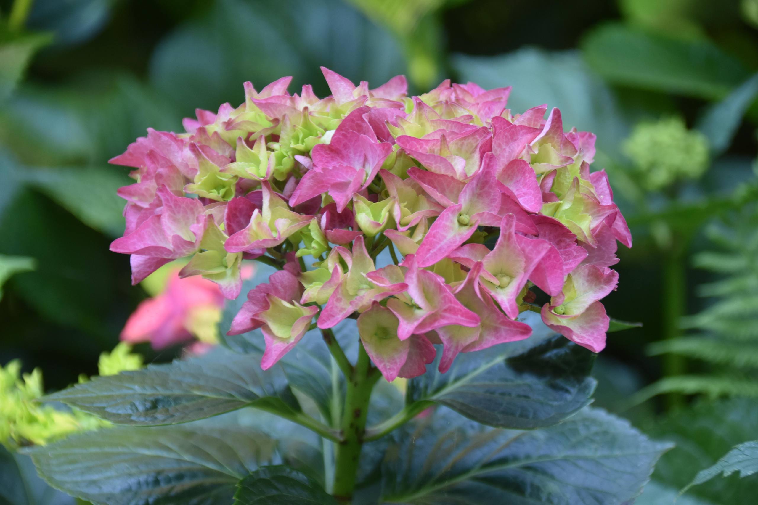 爱情花朵壁纸夏天壁纸预览