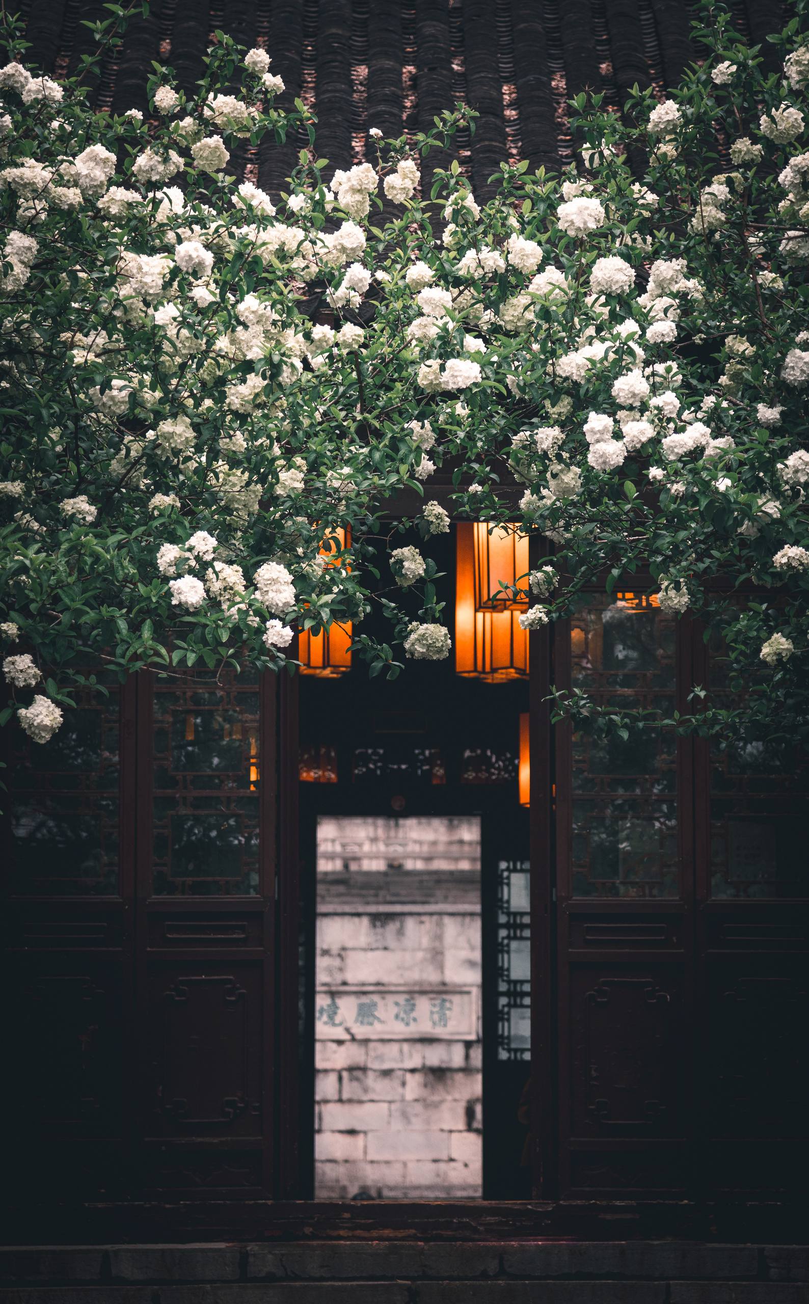 特别好看的花朵的壁纸壁纸预览