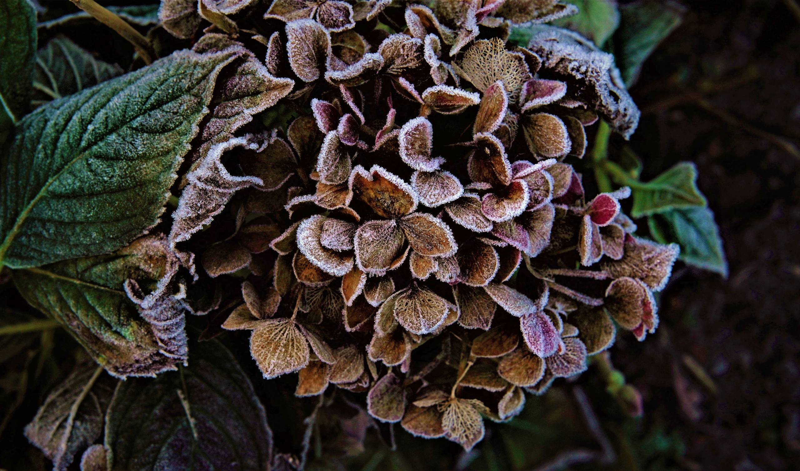 猫咪与花朵壁纸插画治愈壁纸预览