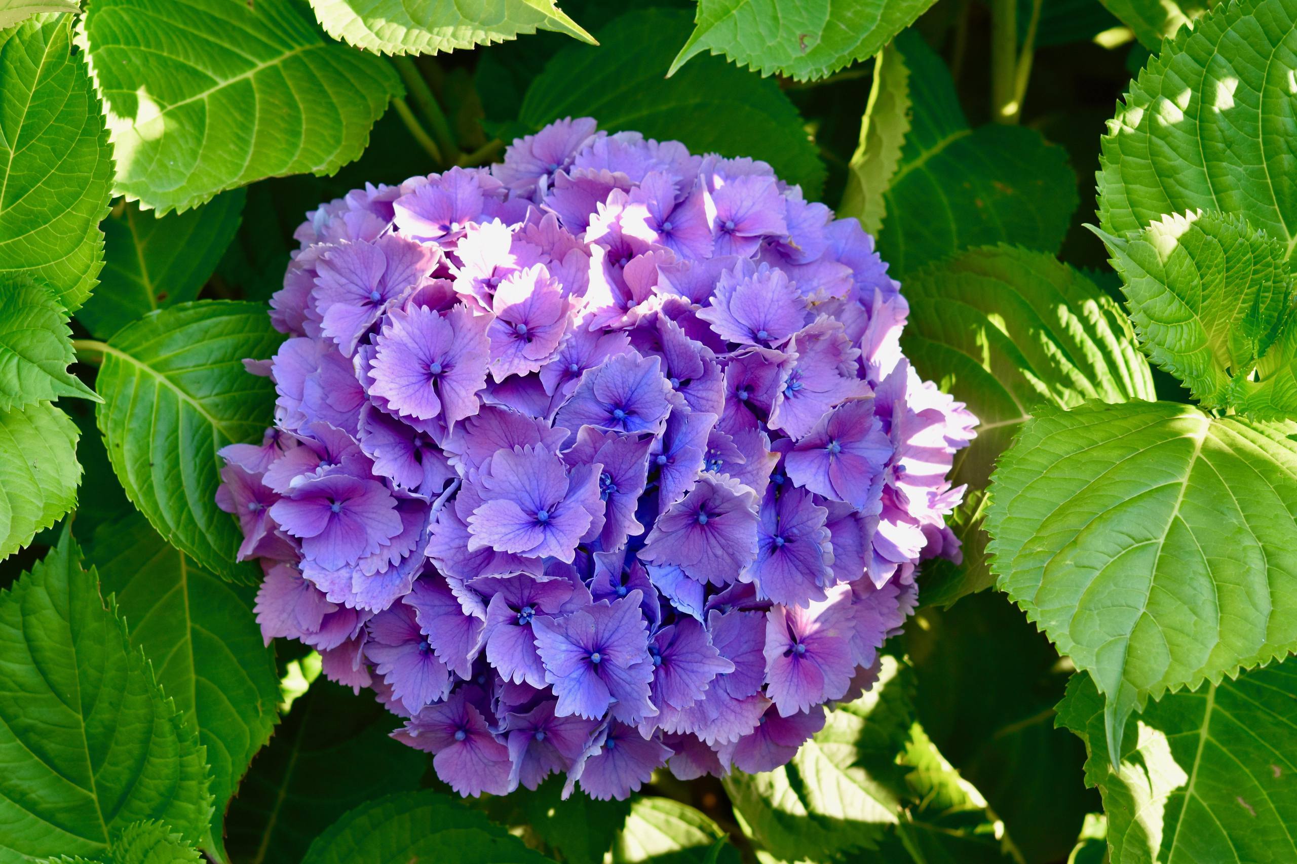 玫瑰花篮花朵动态壁纸图壁纸预览