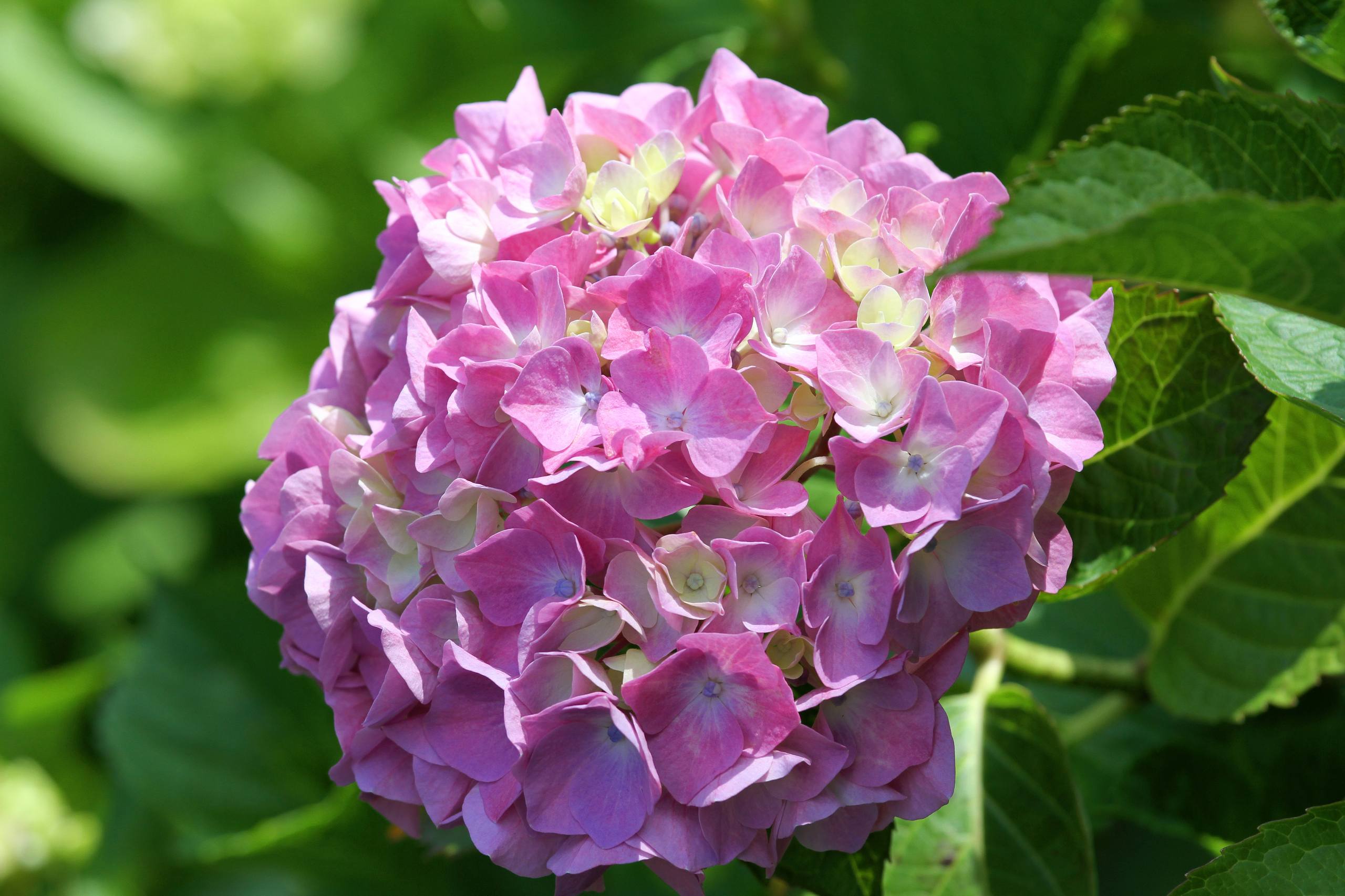 现代花朵壁纸高清全屏壁纸预览