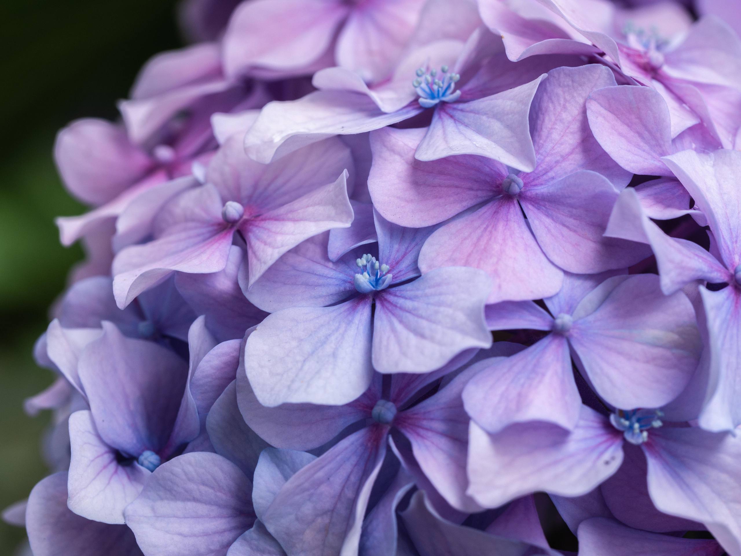 瓶子花朵壁纸壁纸预览