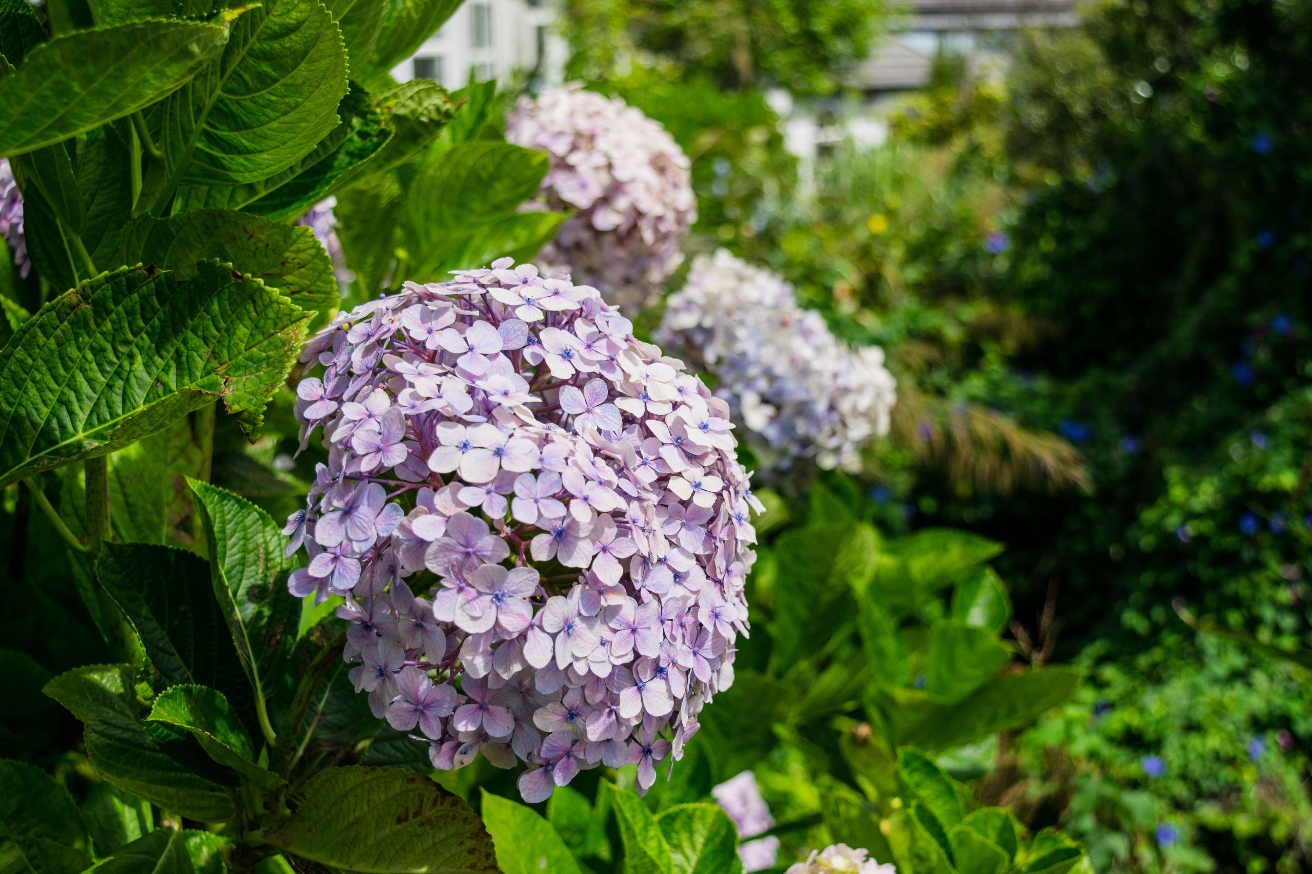 电脑动态壁纸超清花朵壁纸预览