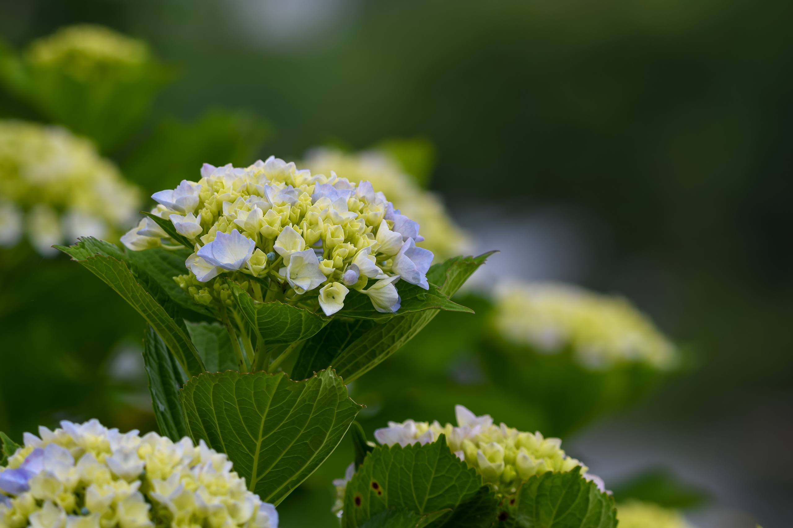 电脑手绘花朵壁纸壁纸预览