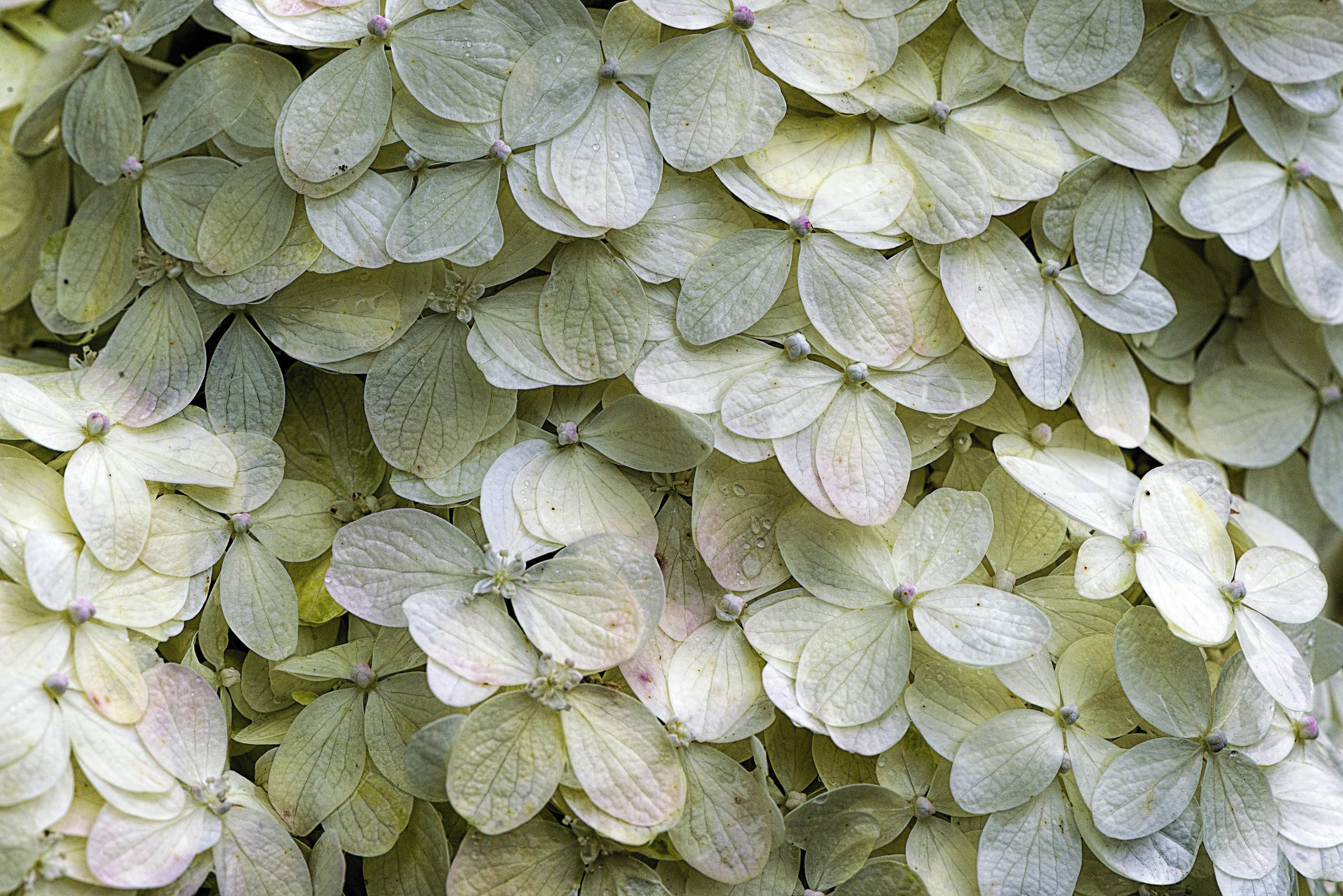 男生与花朵高清壁纸壁纸预览