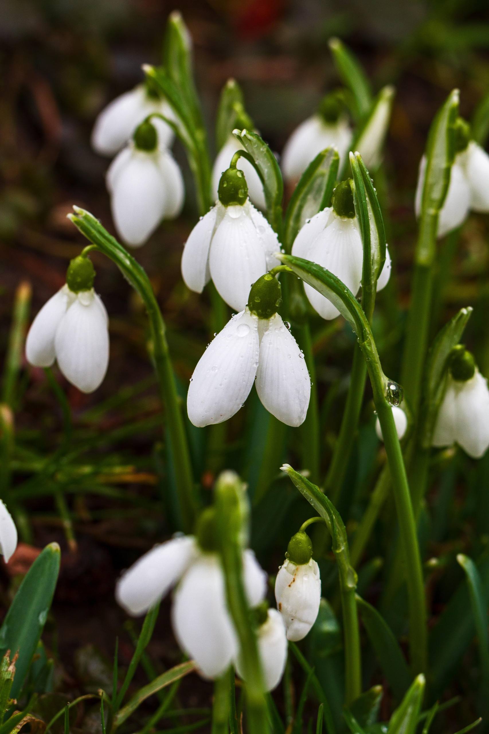 皱纹纸花朵插画壁纸人物壁纸预览