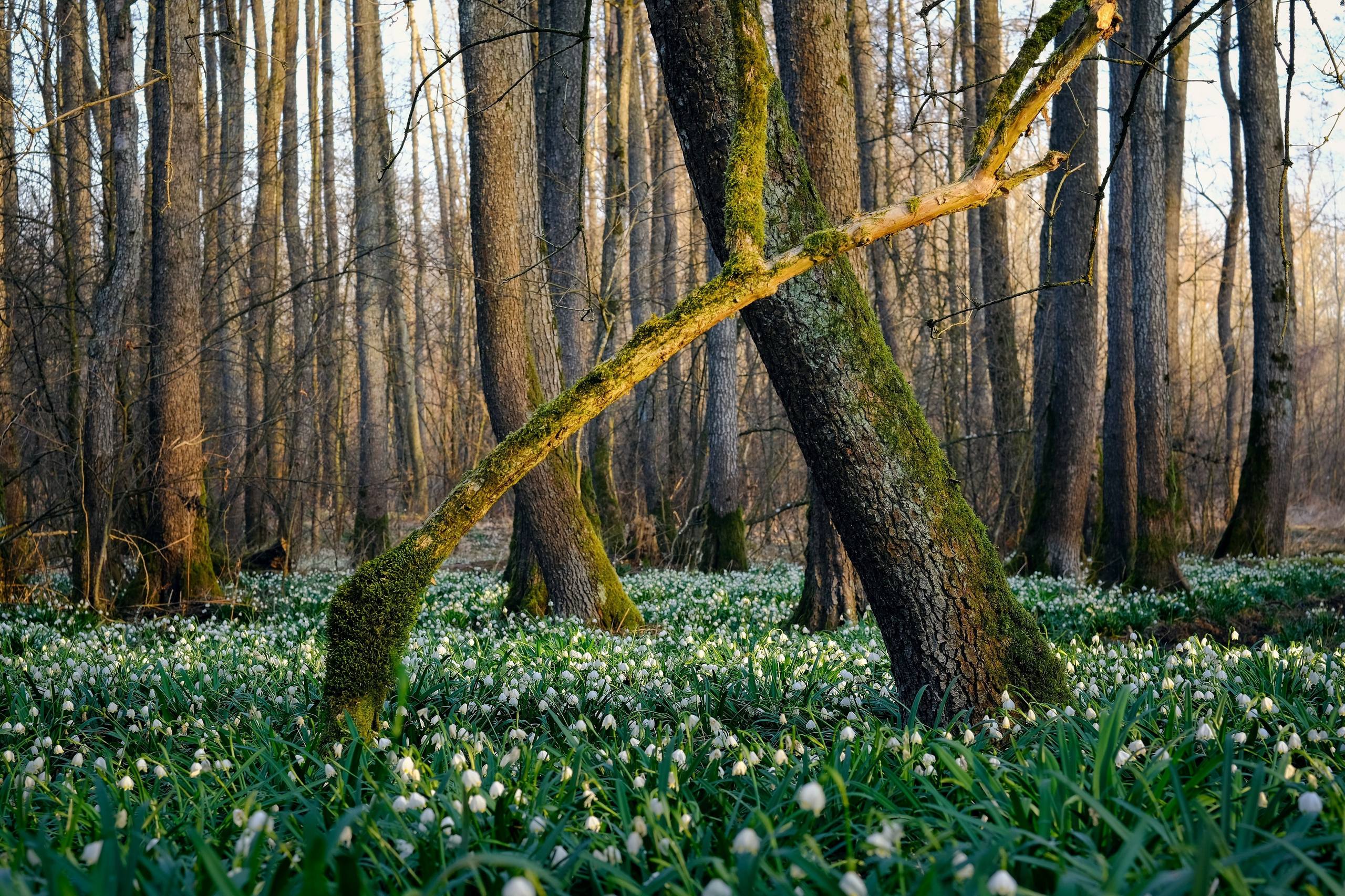 社会花朵壁纸壁纸预览