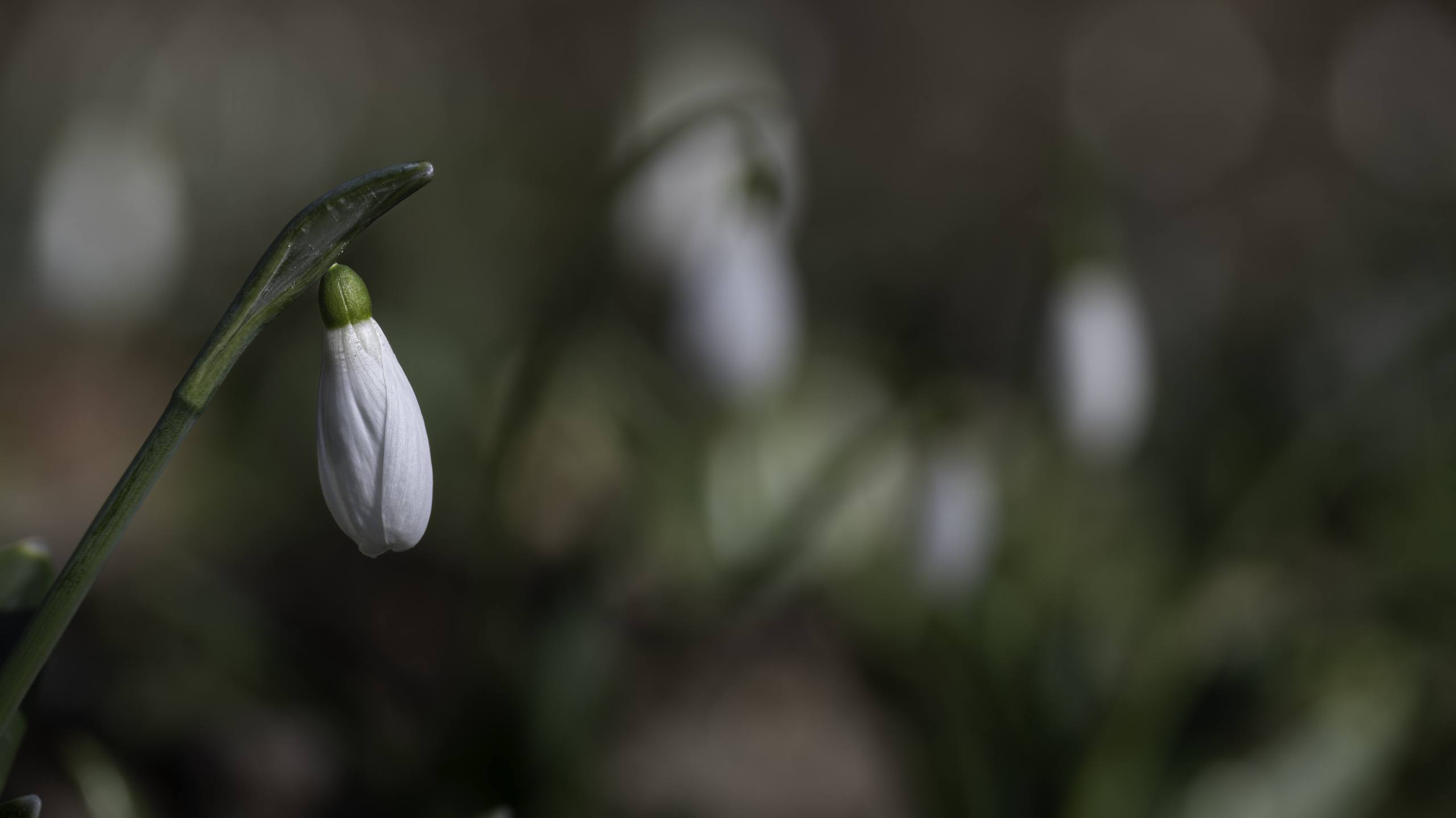 粉色系花朵风景壁纸动漫壁纸预览