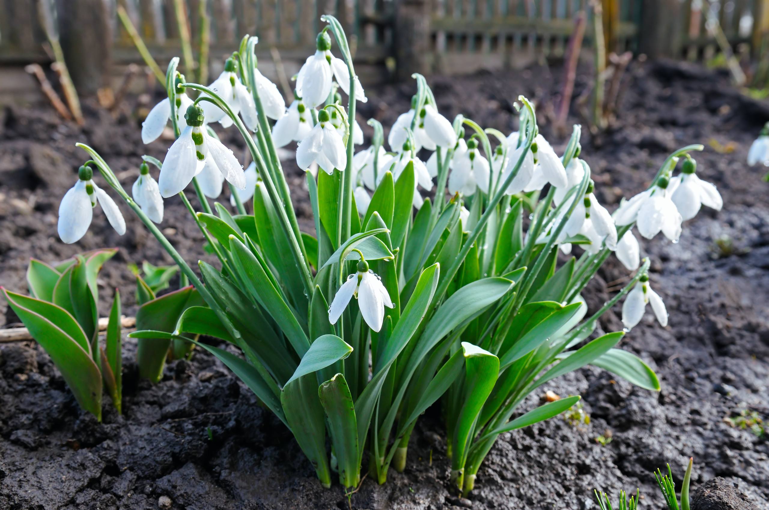 粉色黄色小花朵壁纸壁纸预览