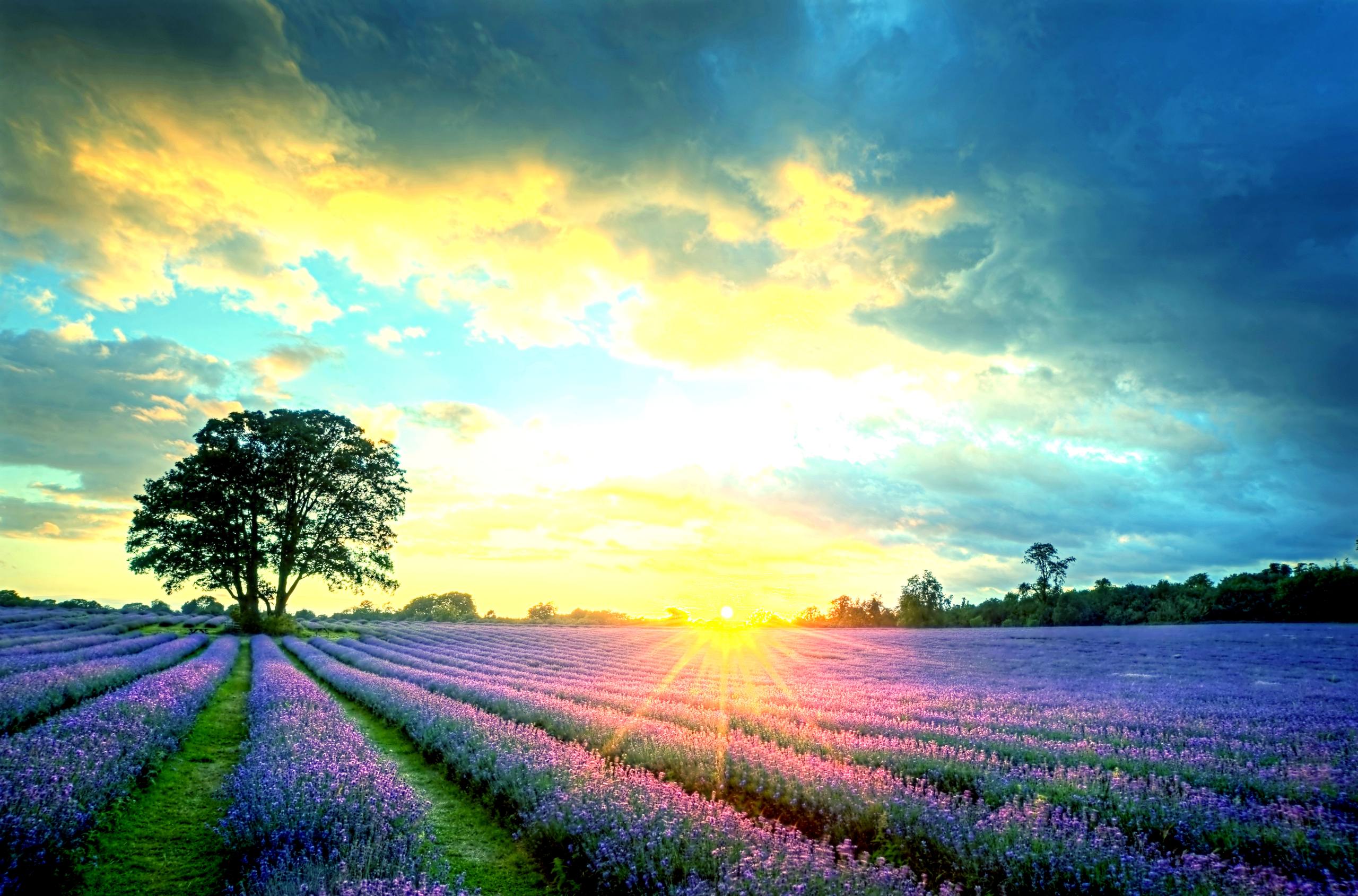 红剪花朵壁纸壁纸预览