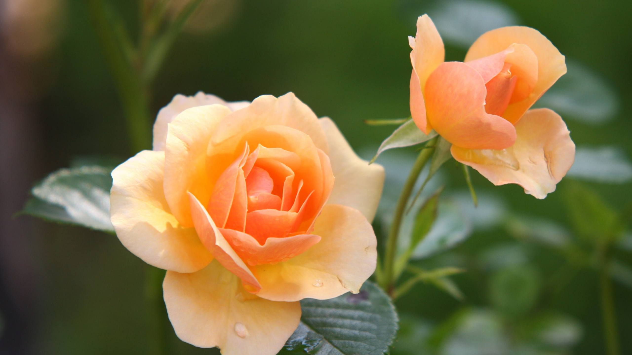 红色花朵电脑壁纸壁纸预览