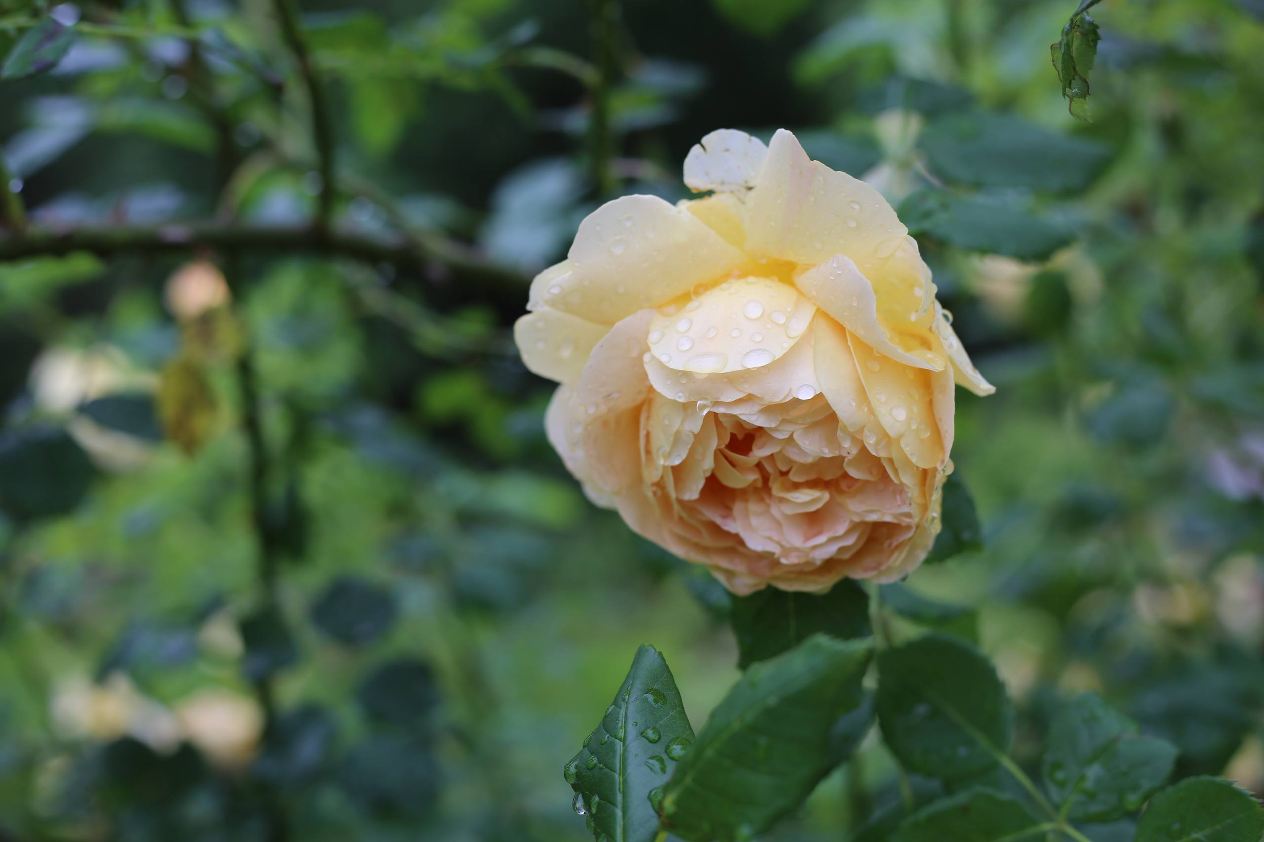 纯色白底花朵图片壁纸壁纸预览