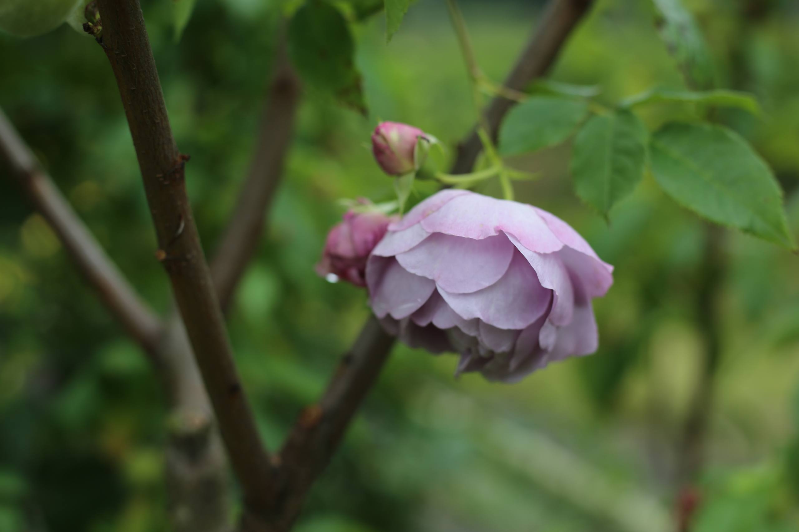 纯黑花朵壁纸壁纸预览