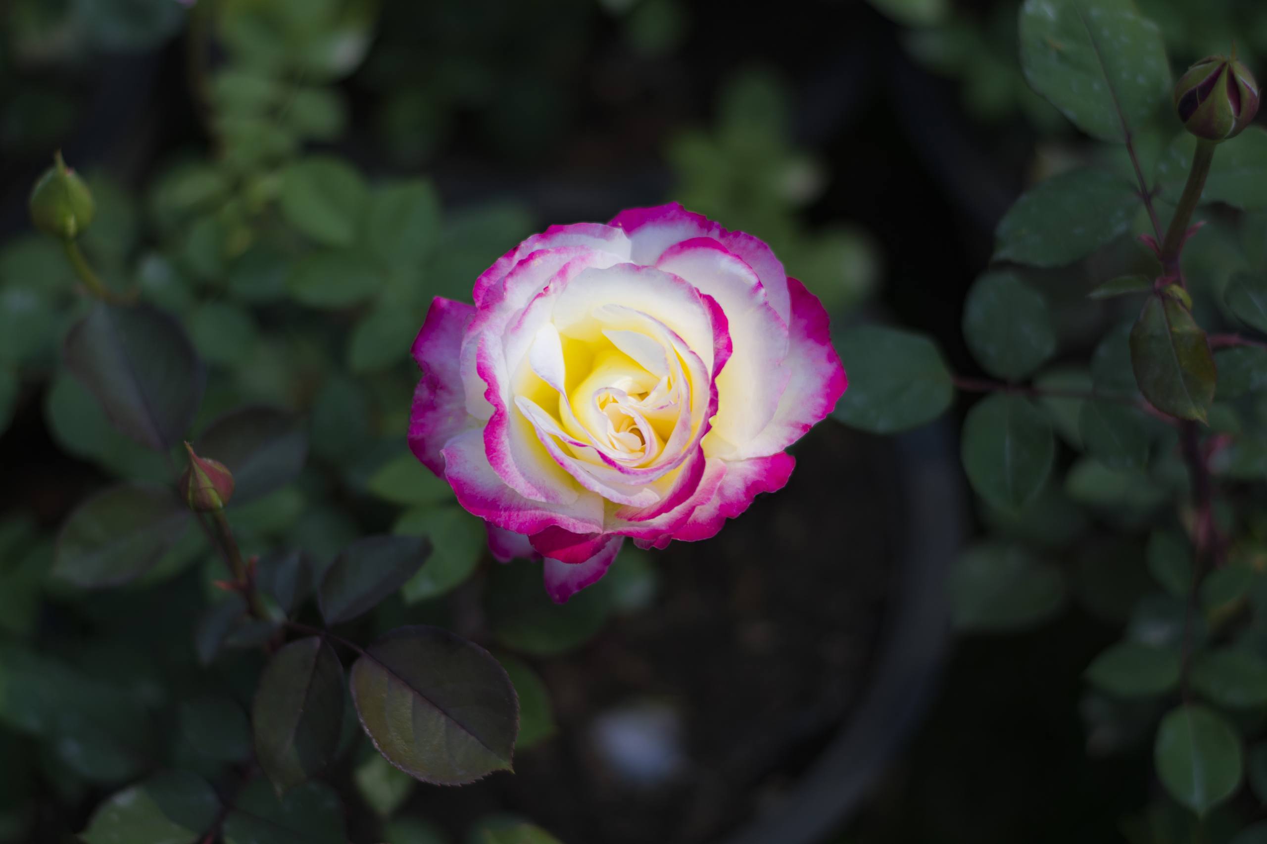 线描花朵壁纸壁纸预览