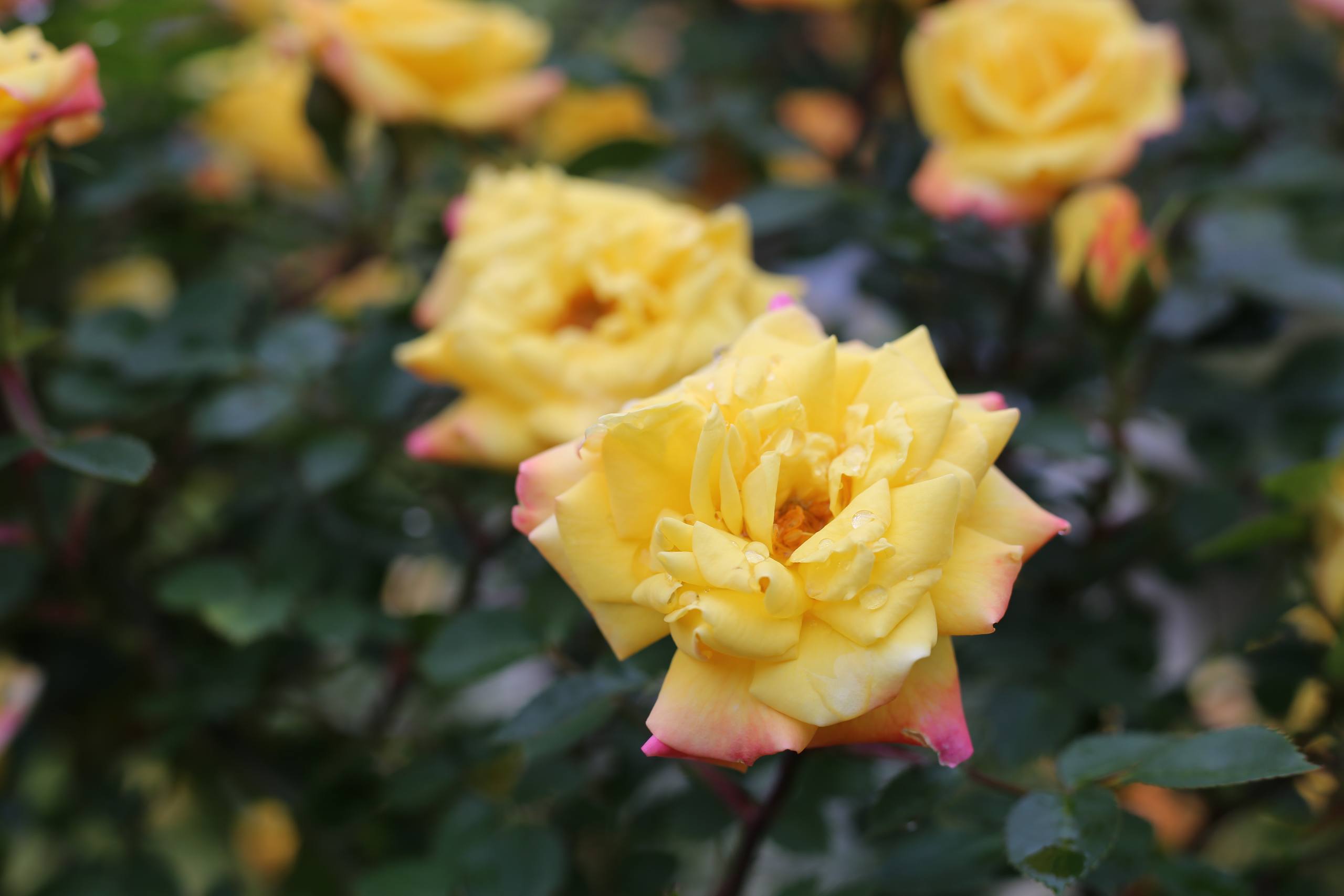 绝美图片壁纸蓝色花朵壁纸预览