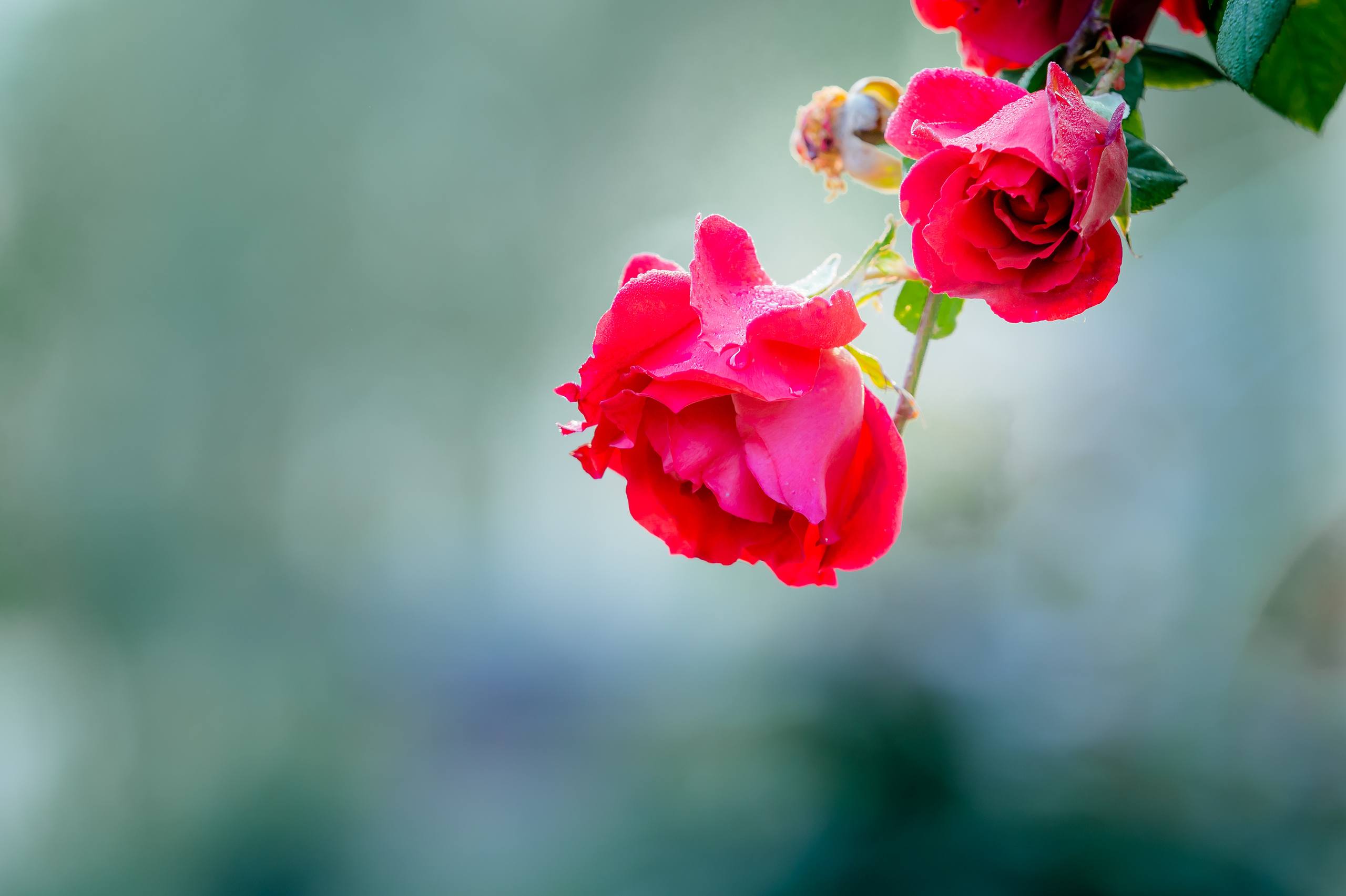 绝美花朵图片壁纸大全集壁纸预览