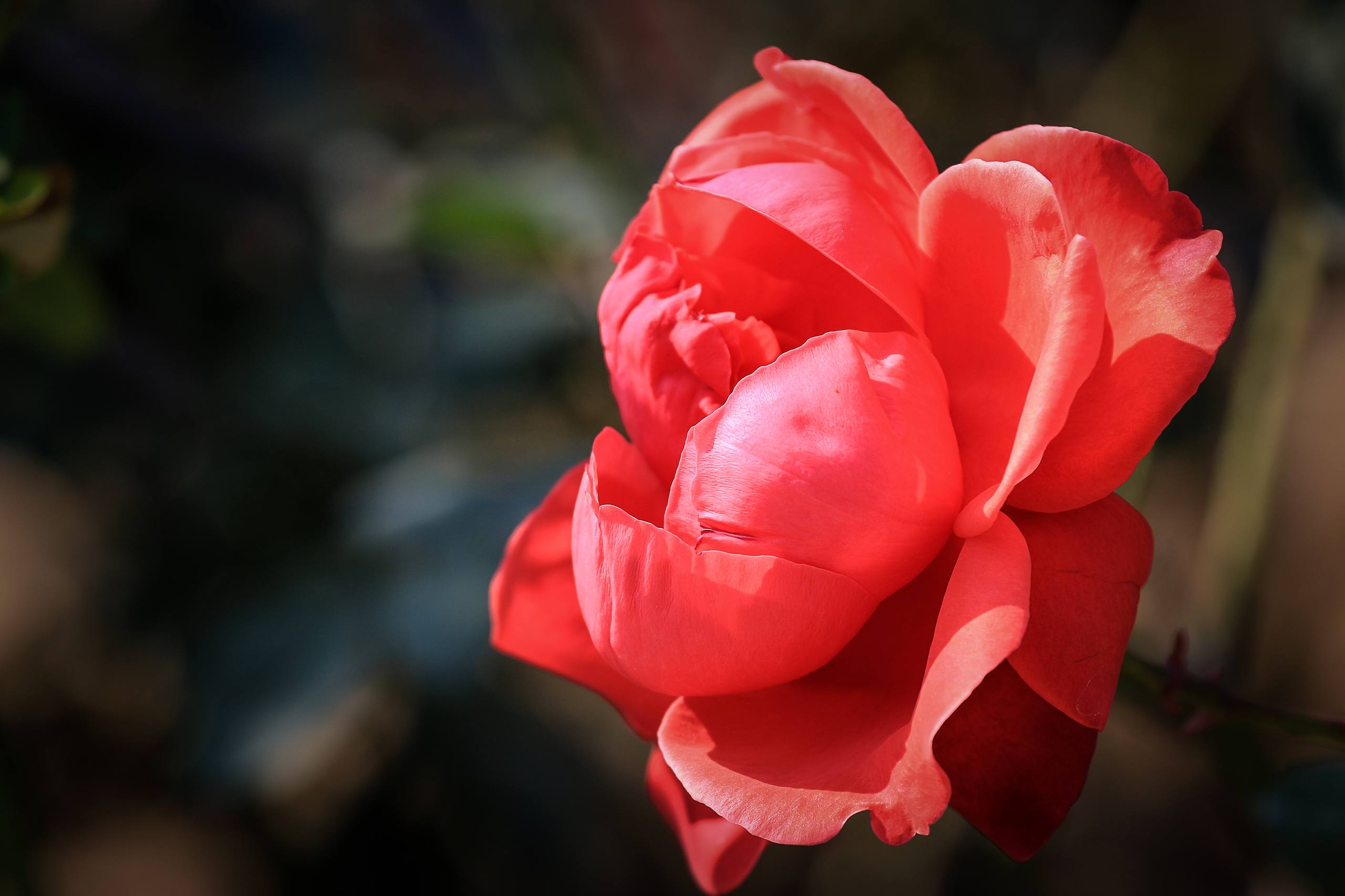 绿底花朵鸭子壁纸高清壁纸预览