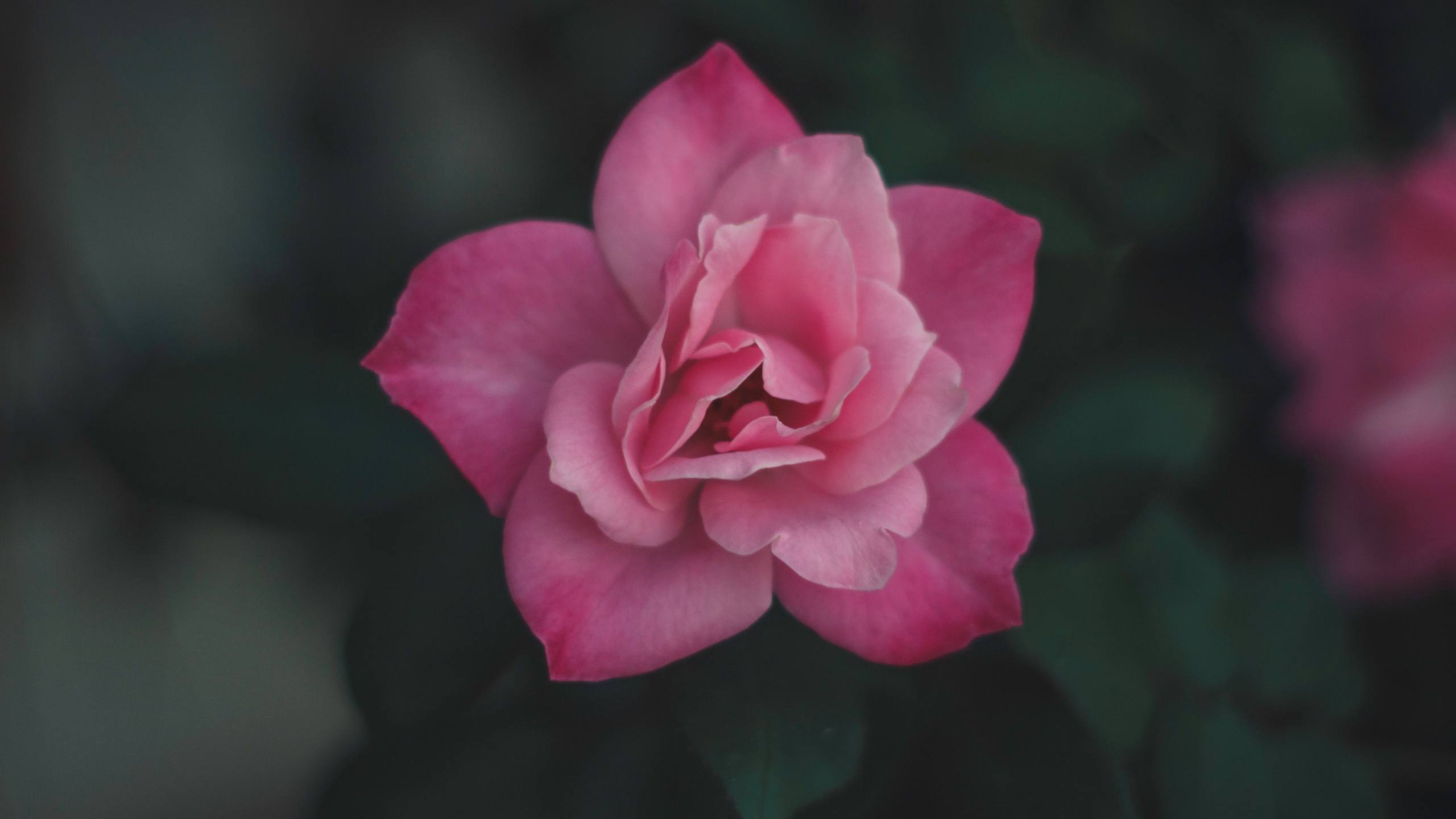 绿色花朵壁纸横屏壁纸预览