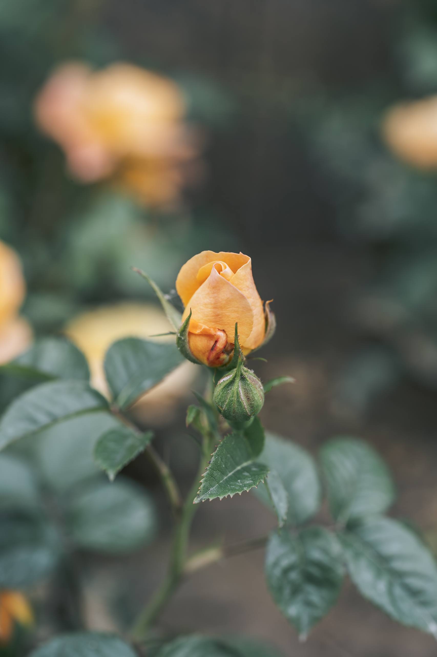 绿色花朵治愈壁纸壁纸预览