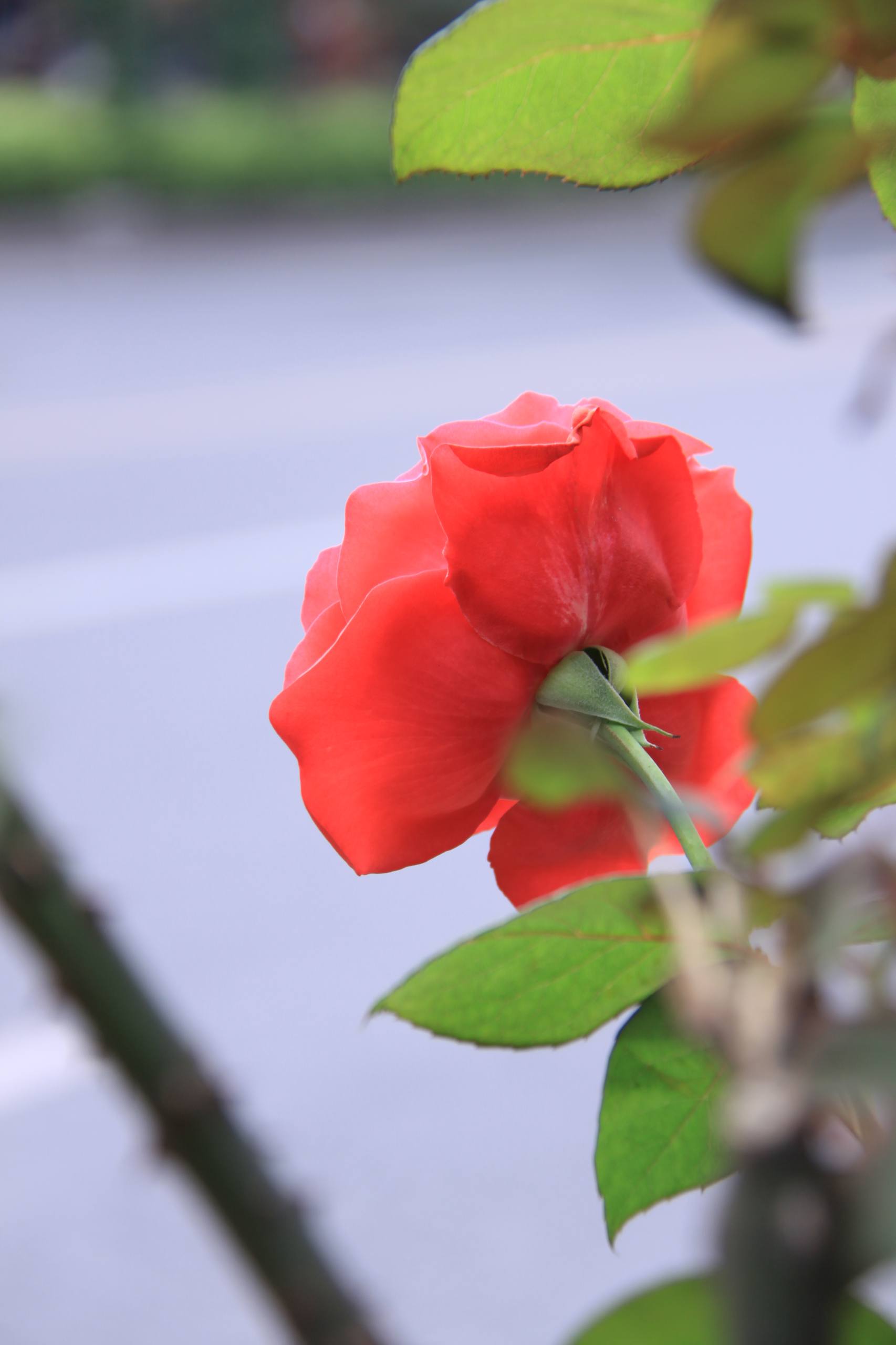 网红风黑白花朵壁纸图片壁纸预览