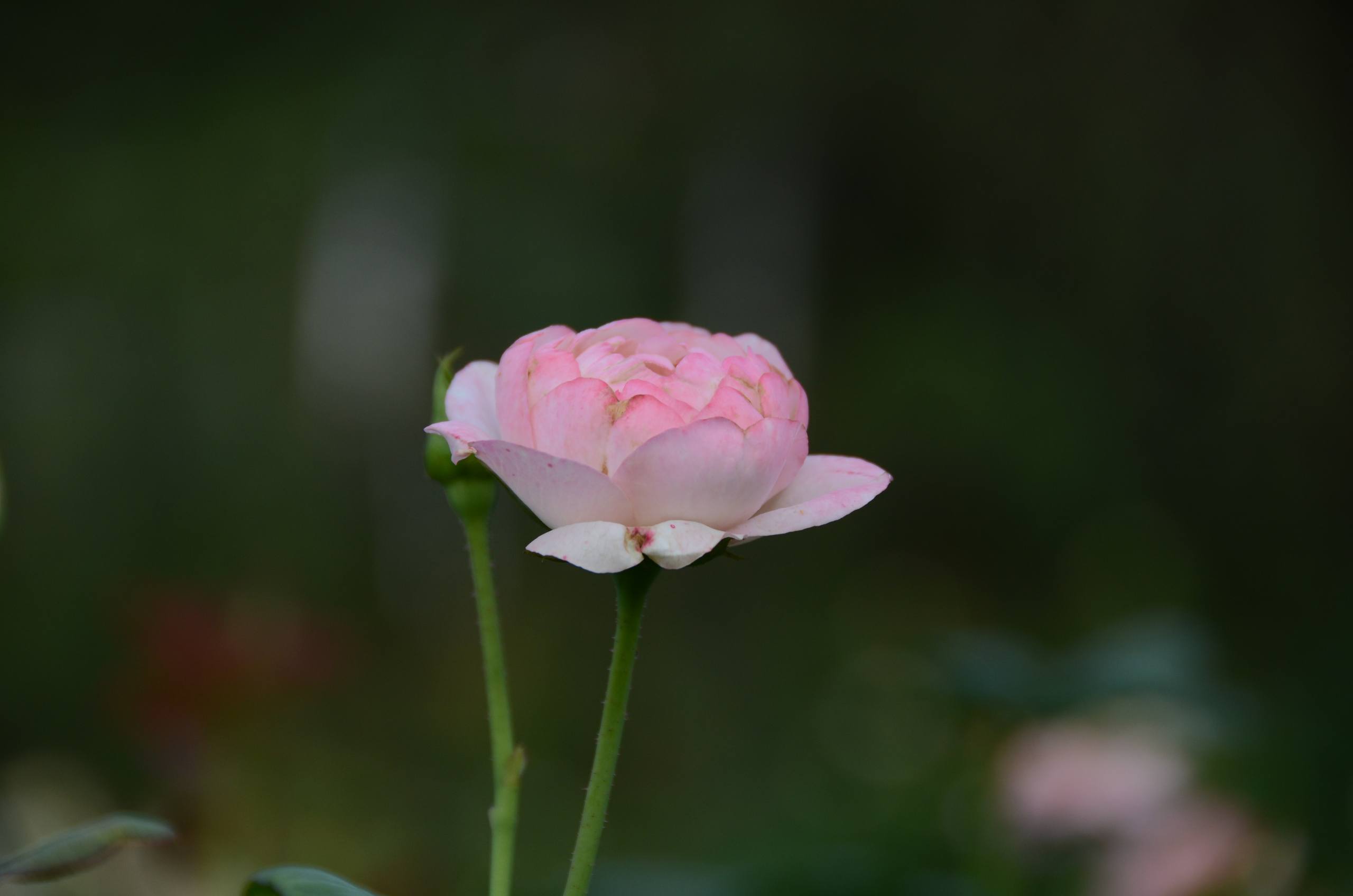 罕见的花朵壁纸壁纸预览
