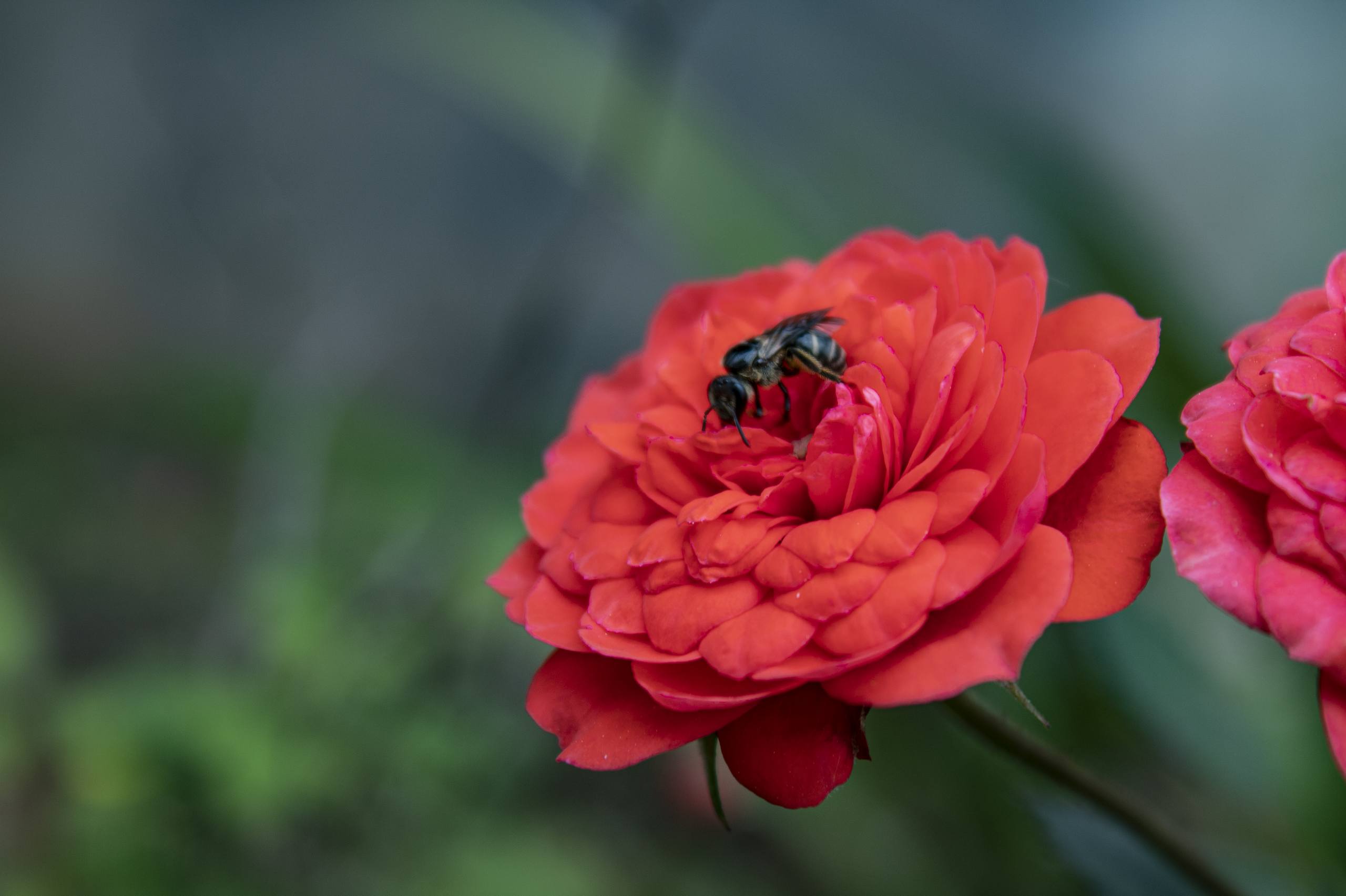 美丽好看的花朵印画壁纸壁纸预览